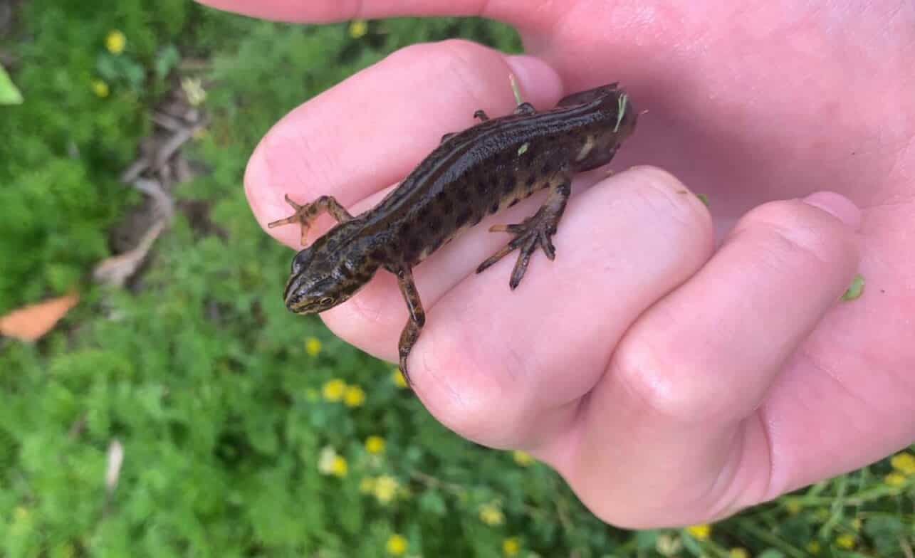 What To Do In The Garden In June garden-in-june-newt