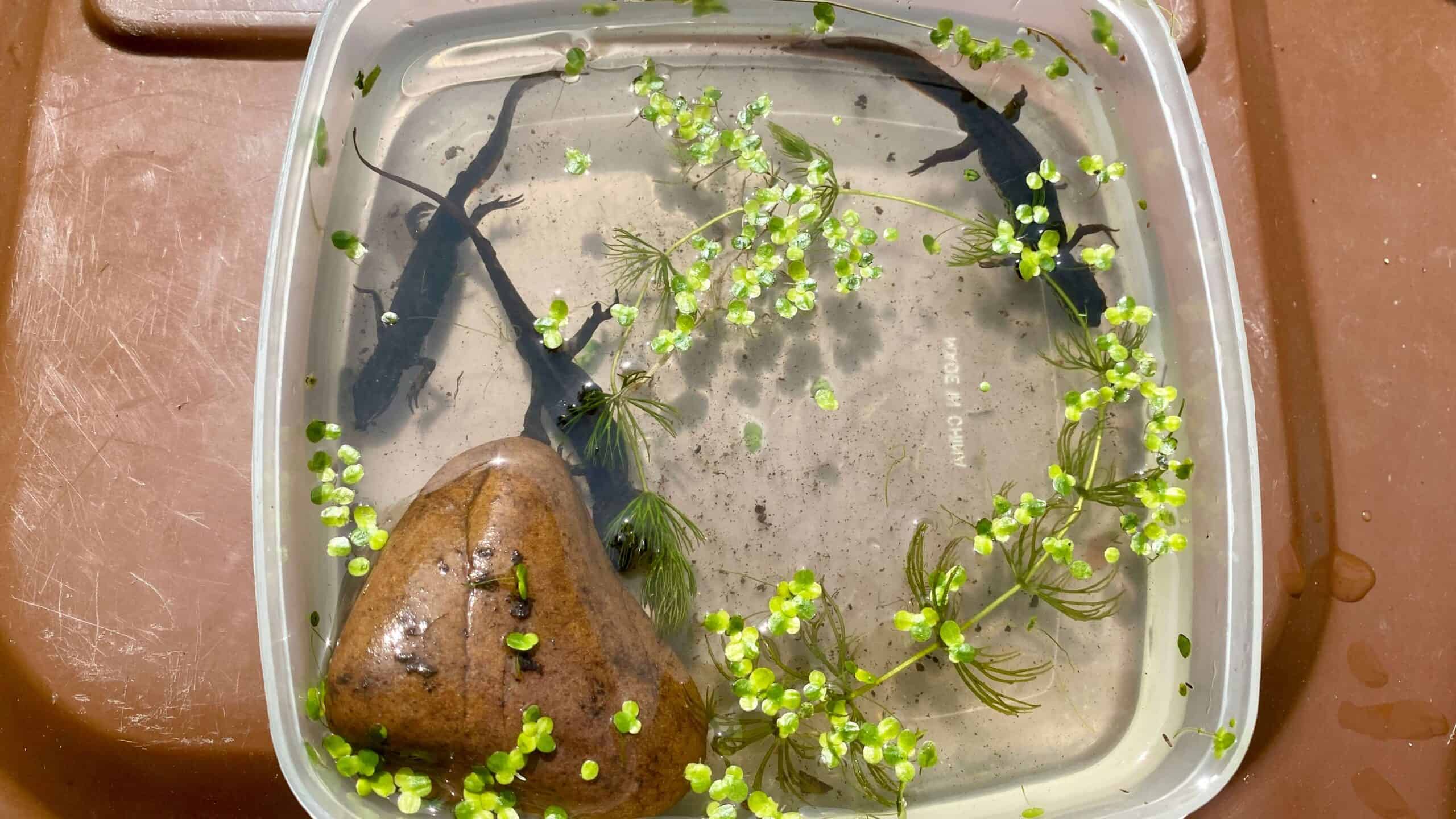 What To Do In The Garden In June garden-in-june-newts