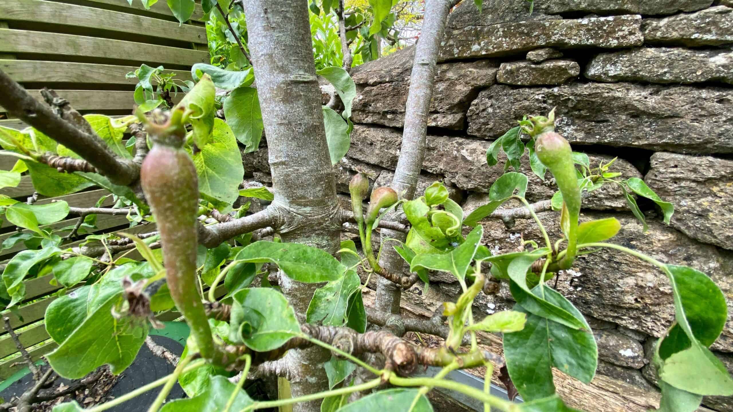 What To Do In The Garden In June garden-in-june-pears