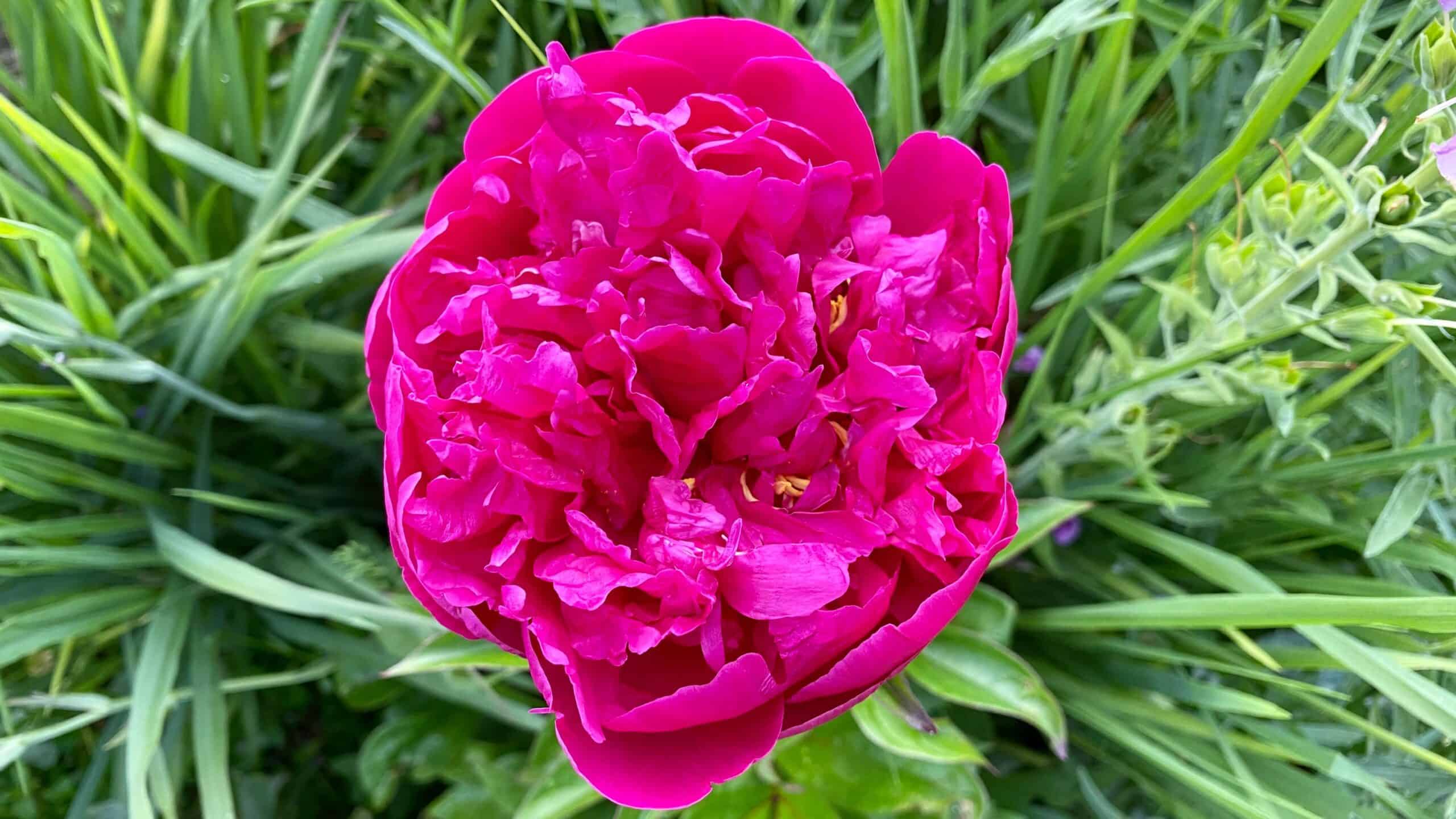 What To Do In The Garden In June garden-in-june-peony
