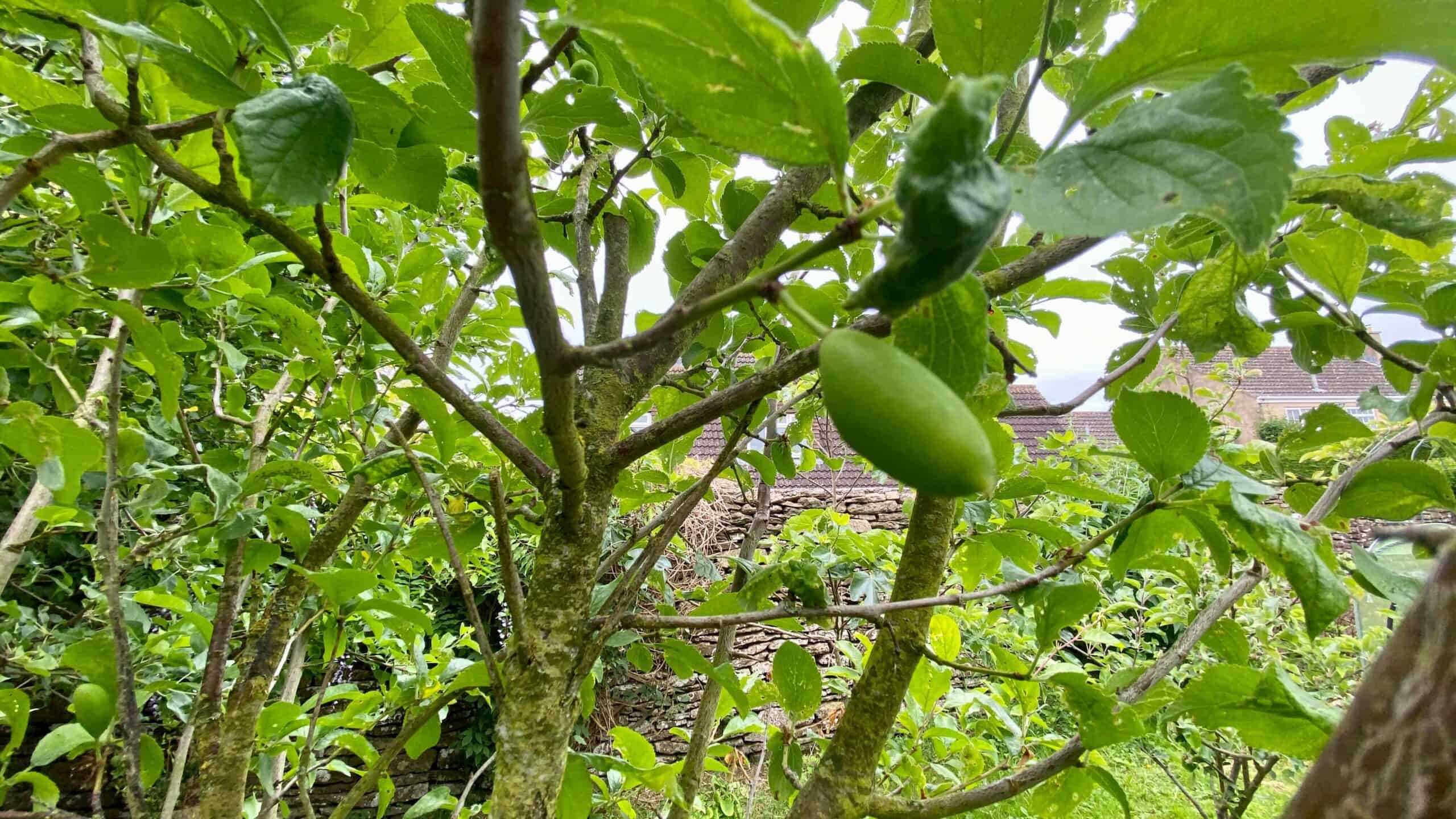 What To Do In The Garden In June garden-in-june-plums