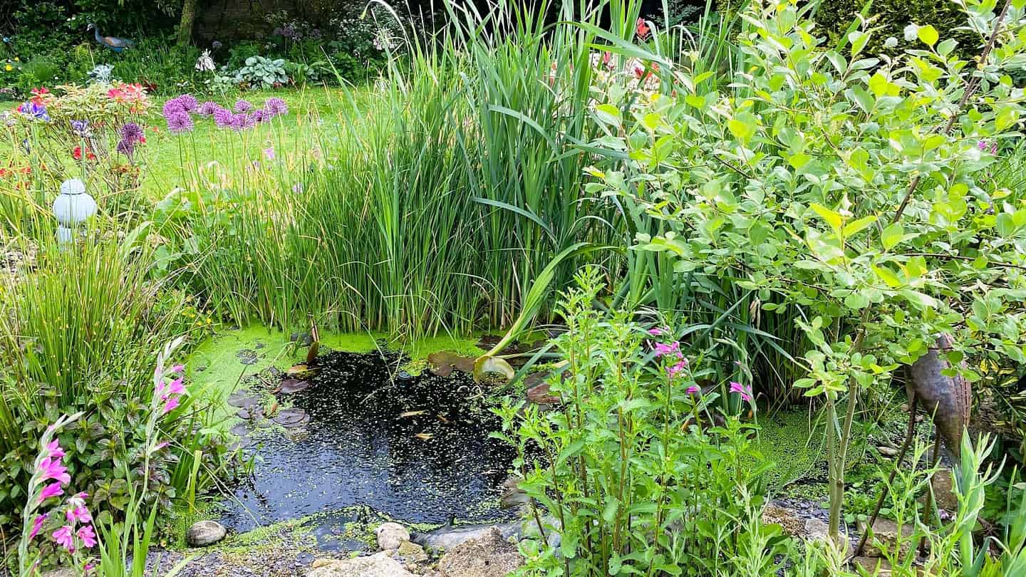 What To Do In The Garden In June garden-in-june-newt