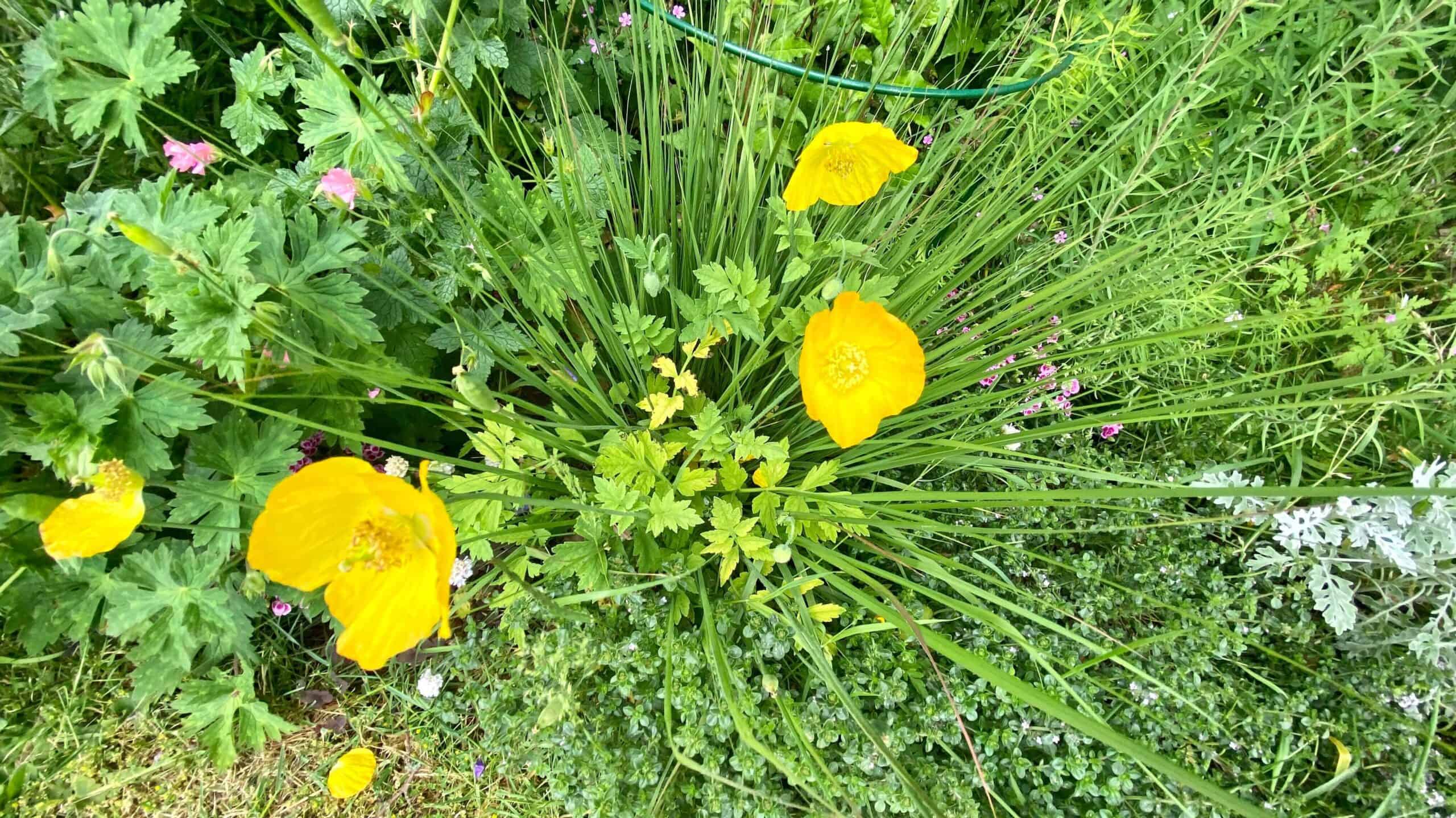 What To Do In The Garden In June garden-in-june-poppies-yellow