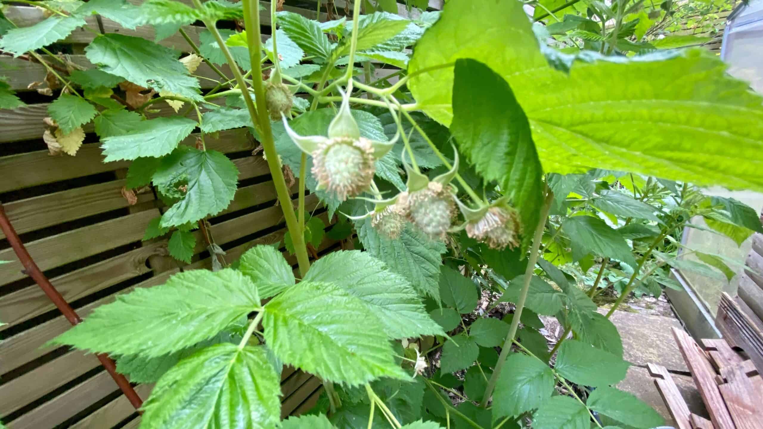 What To Do In The Garden In June garden-in-june-raspberries