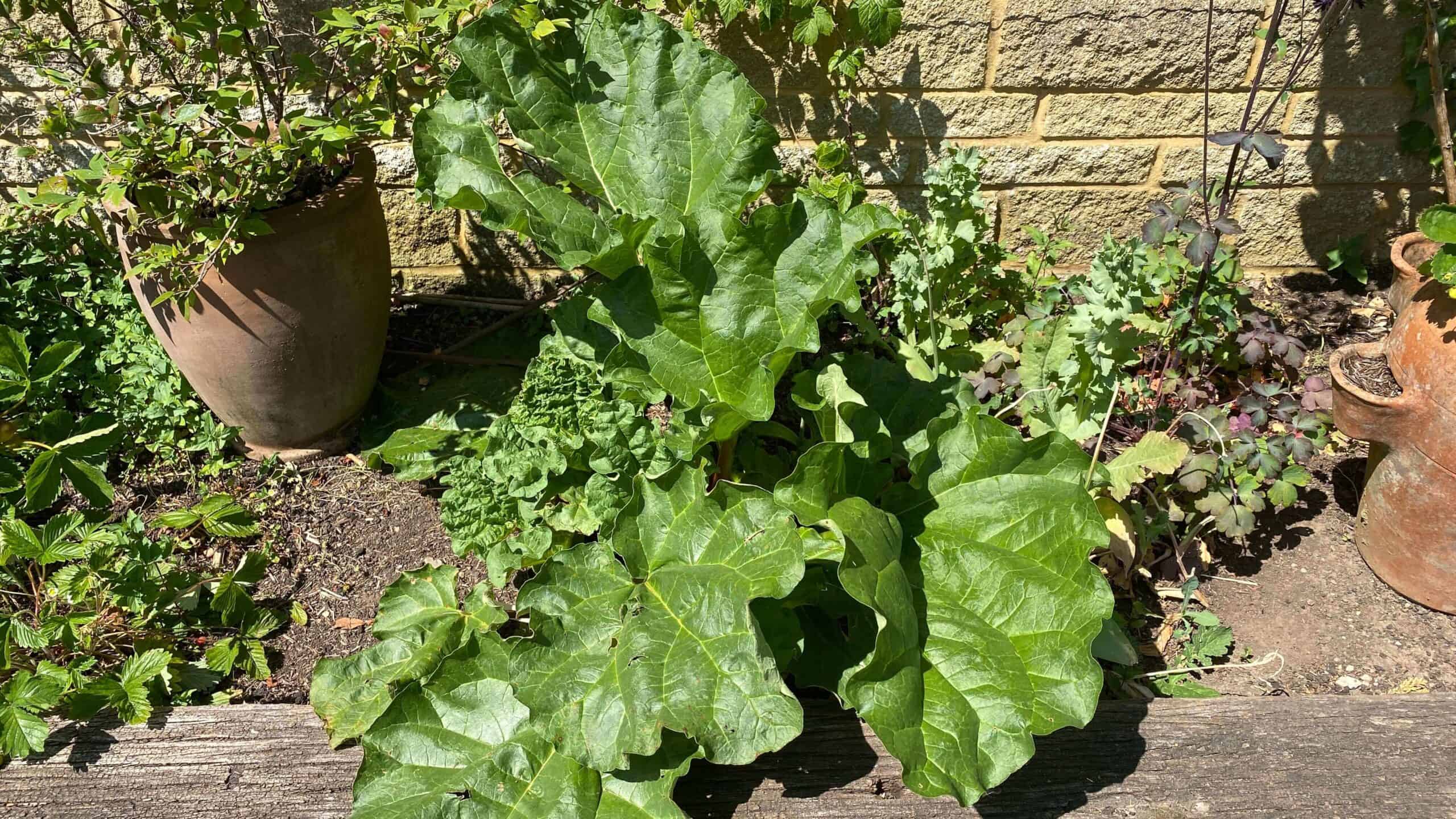 What To Do In The Garden In June garden-in-june-rhubarb