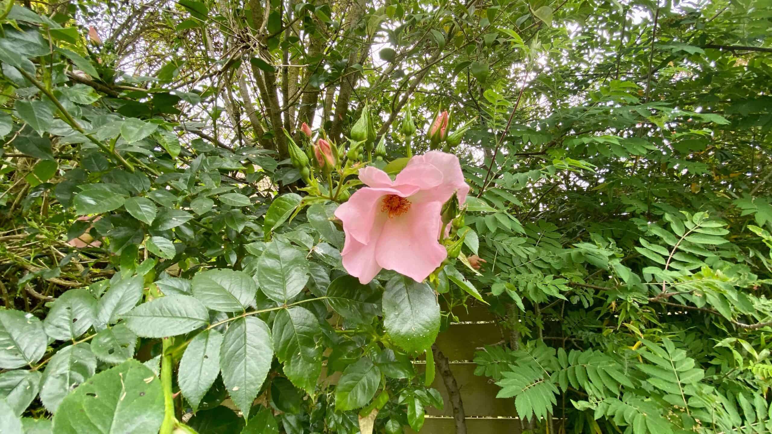 What To Do In The Garden In June garden-in-june-rose-pink