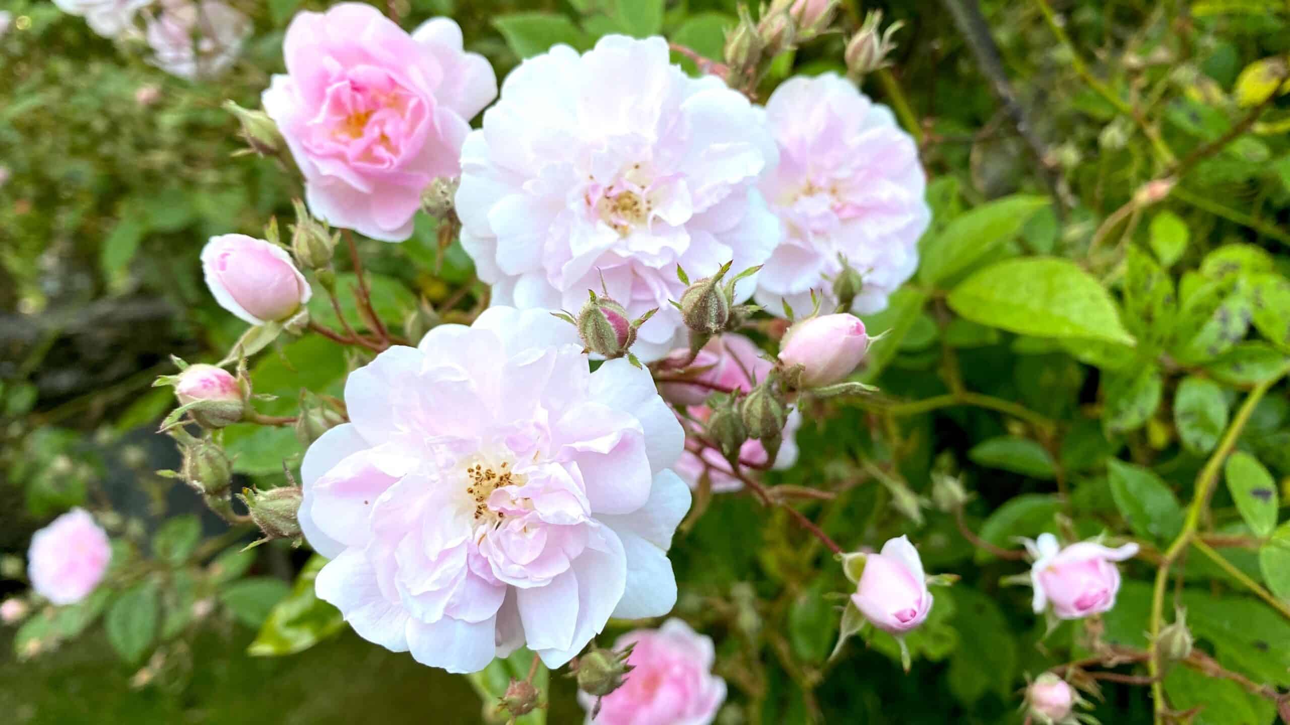 What To Do In The Garden In June garden-in-june-rose-rambling