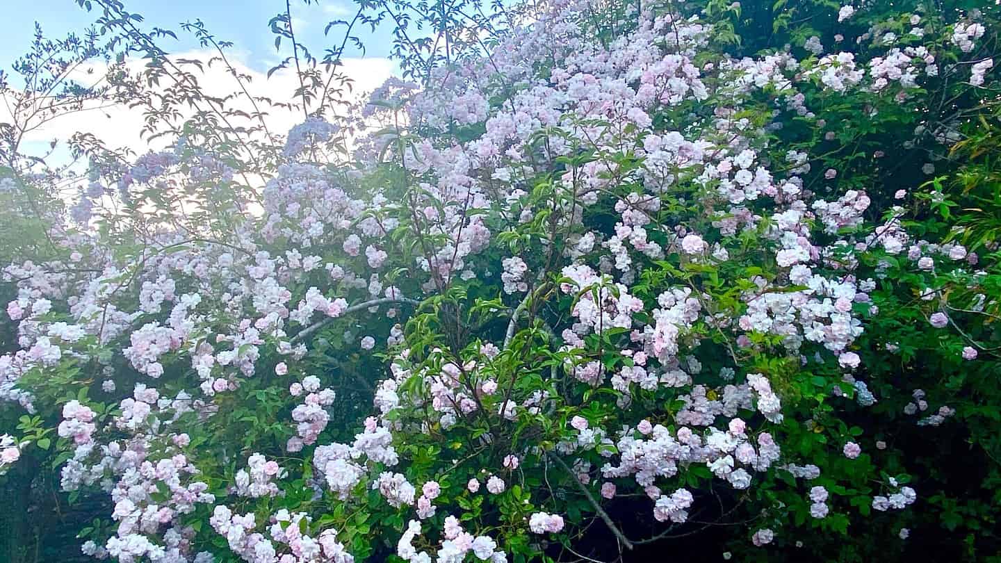 What To Do In The Garden In June garden-in-june-rose-rambling
