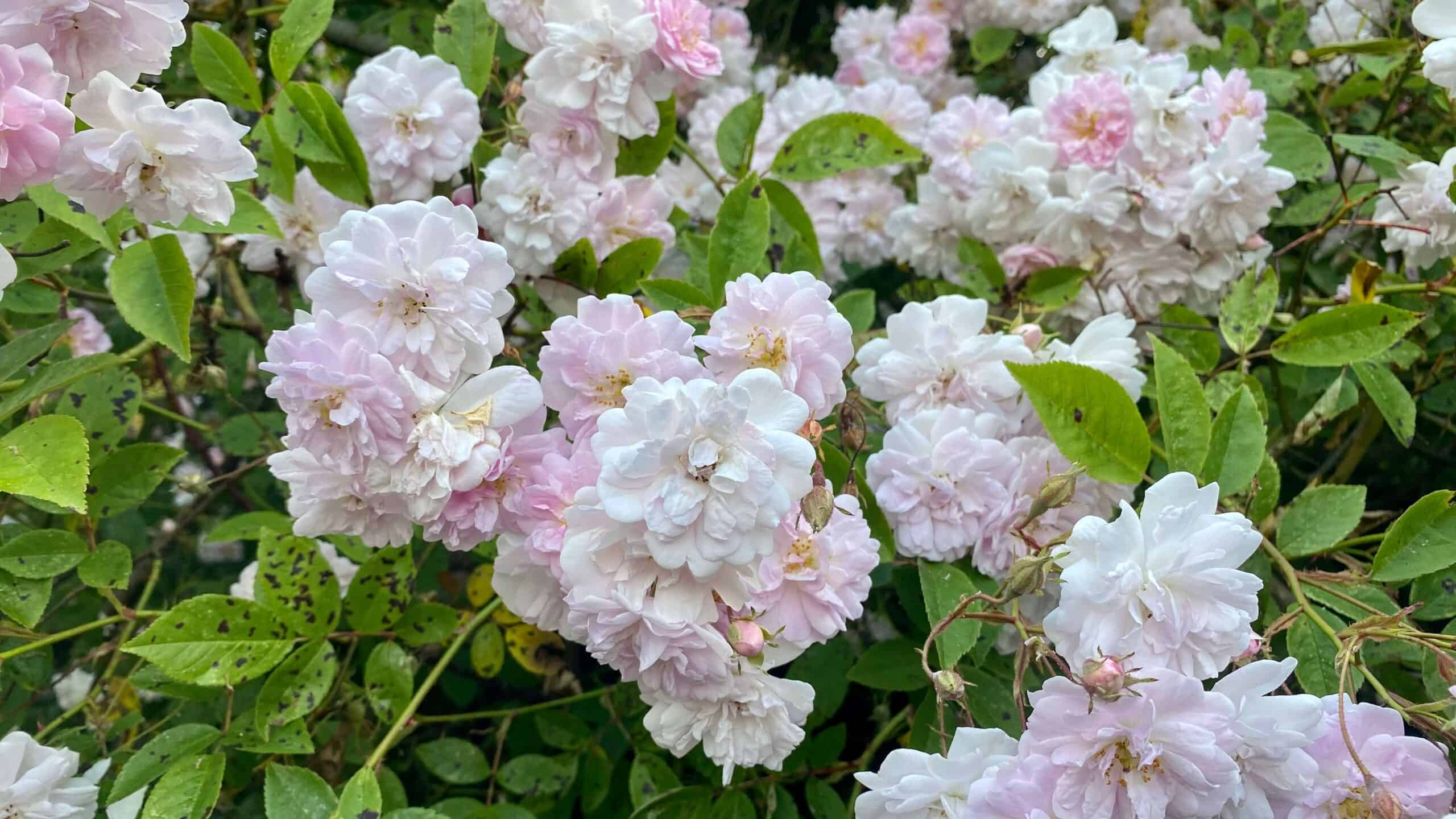 What To Do In The Garden In June garden-in-june-rose-rambling