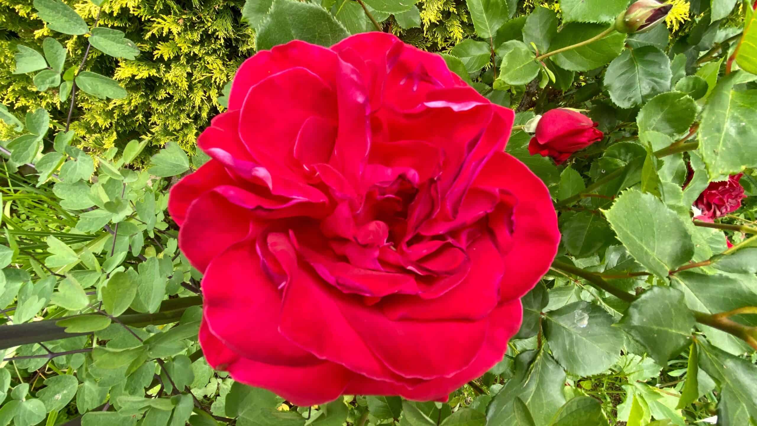What To Do In The Garden In June garden-in-june-rose-red