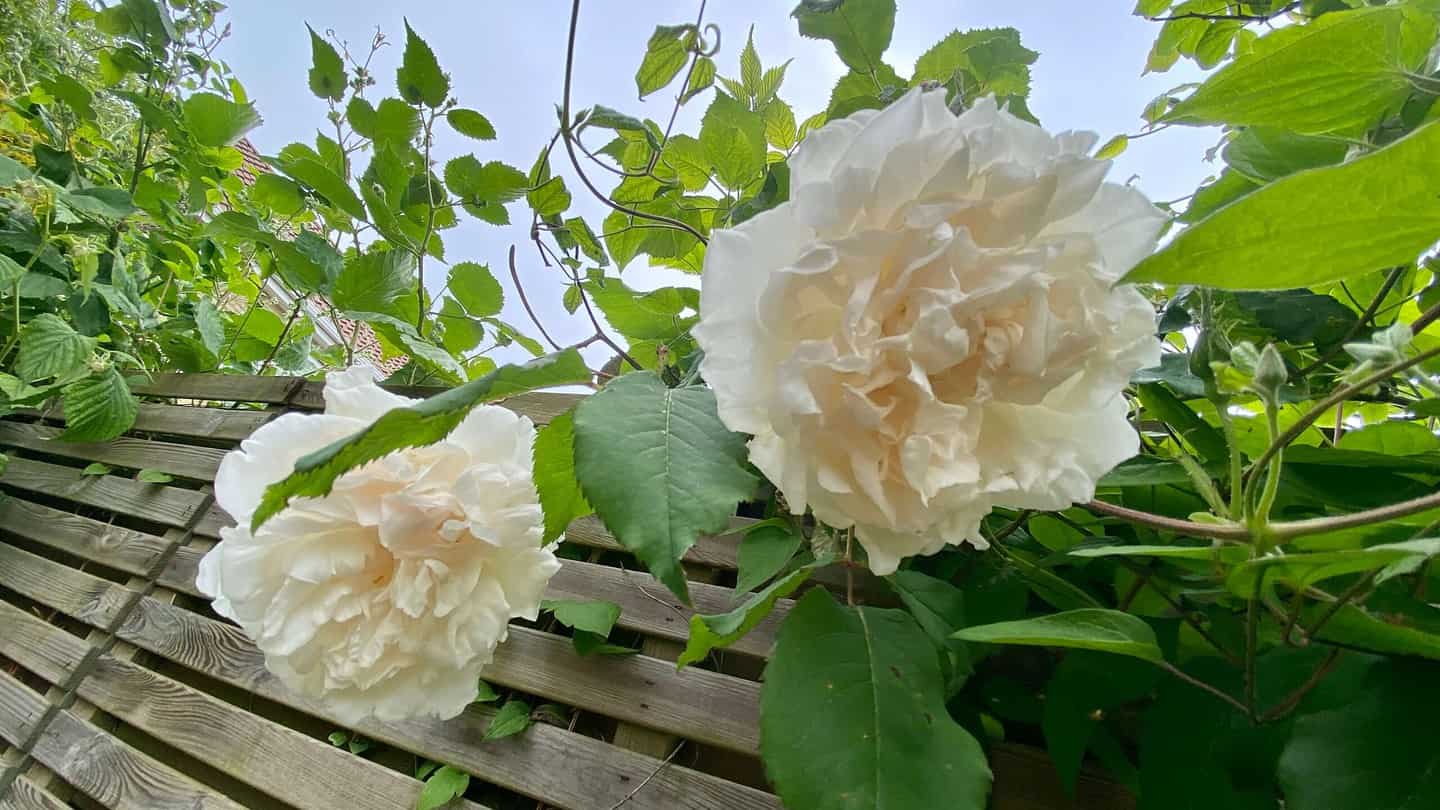 What To Do In The Garden In June garden-in-june-rose-white