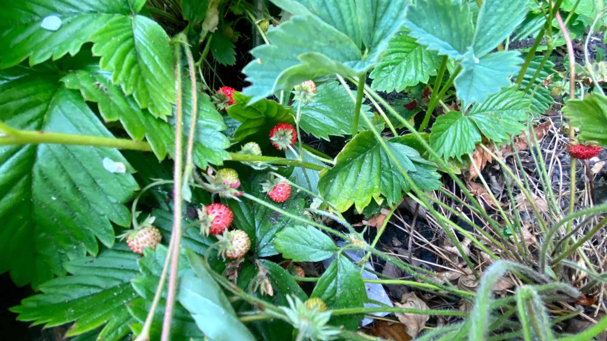 What To Do In The Garden In June garden-in-june-strawberries-wild