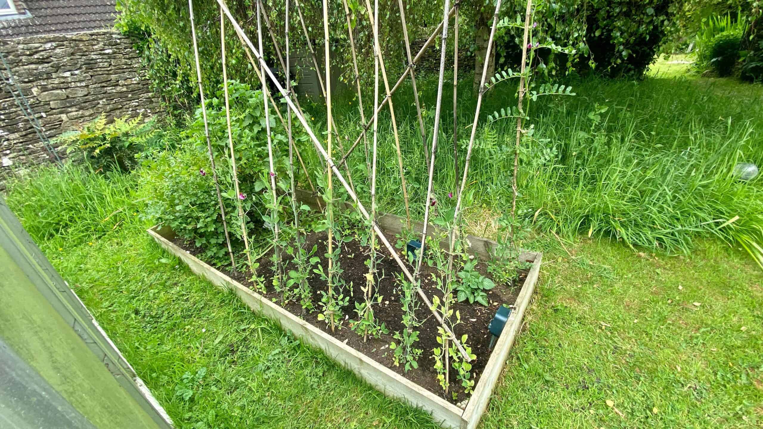 What To Do In The Garden In June garden-in-june-sweetpeas01