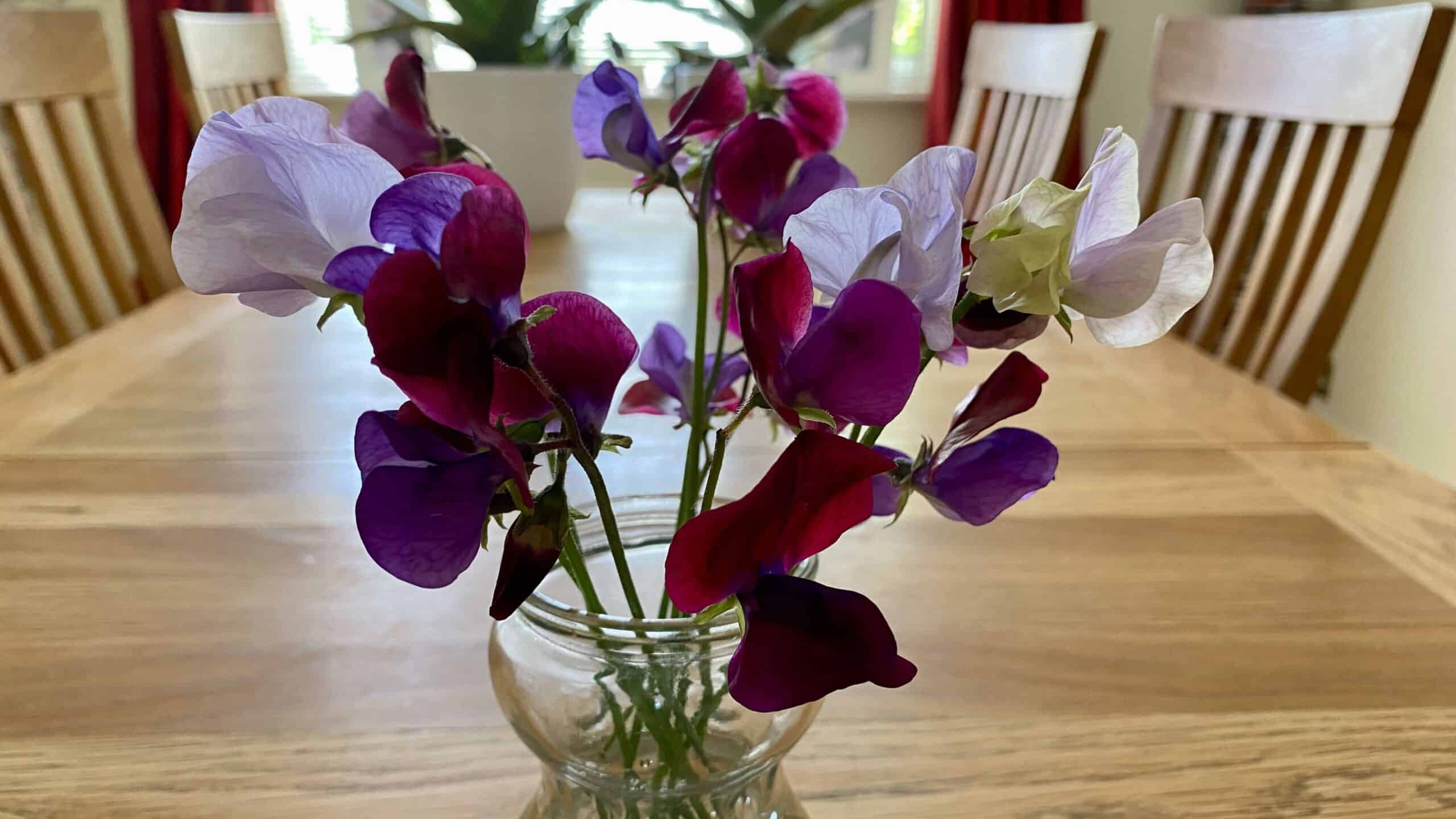 What To Do In The Garden In June garden-in-june-sweetpeas02