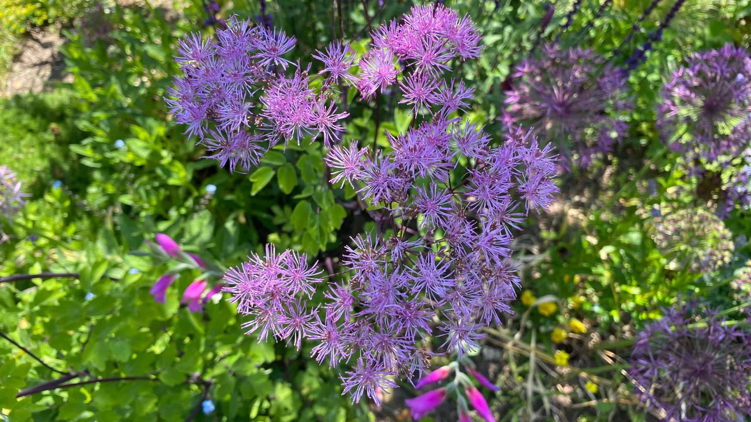 What To Do In The Garden In June garden-in-june-thalictrum