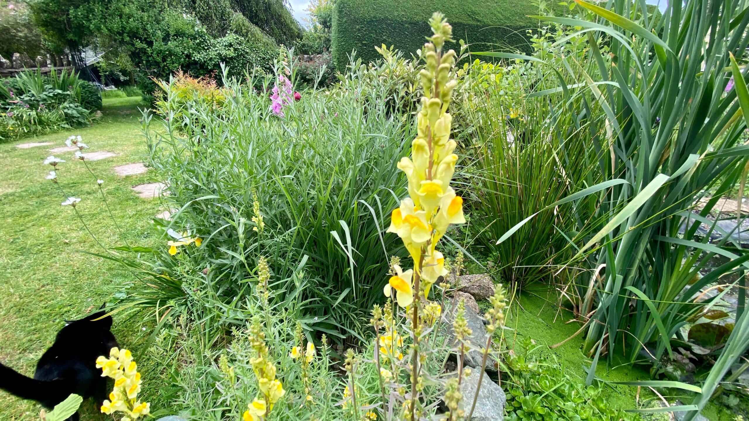 What To Do In The Garden In June garden-in-june-toadflax