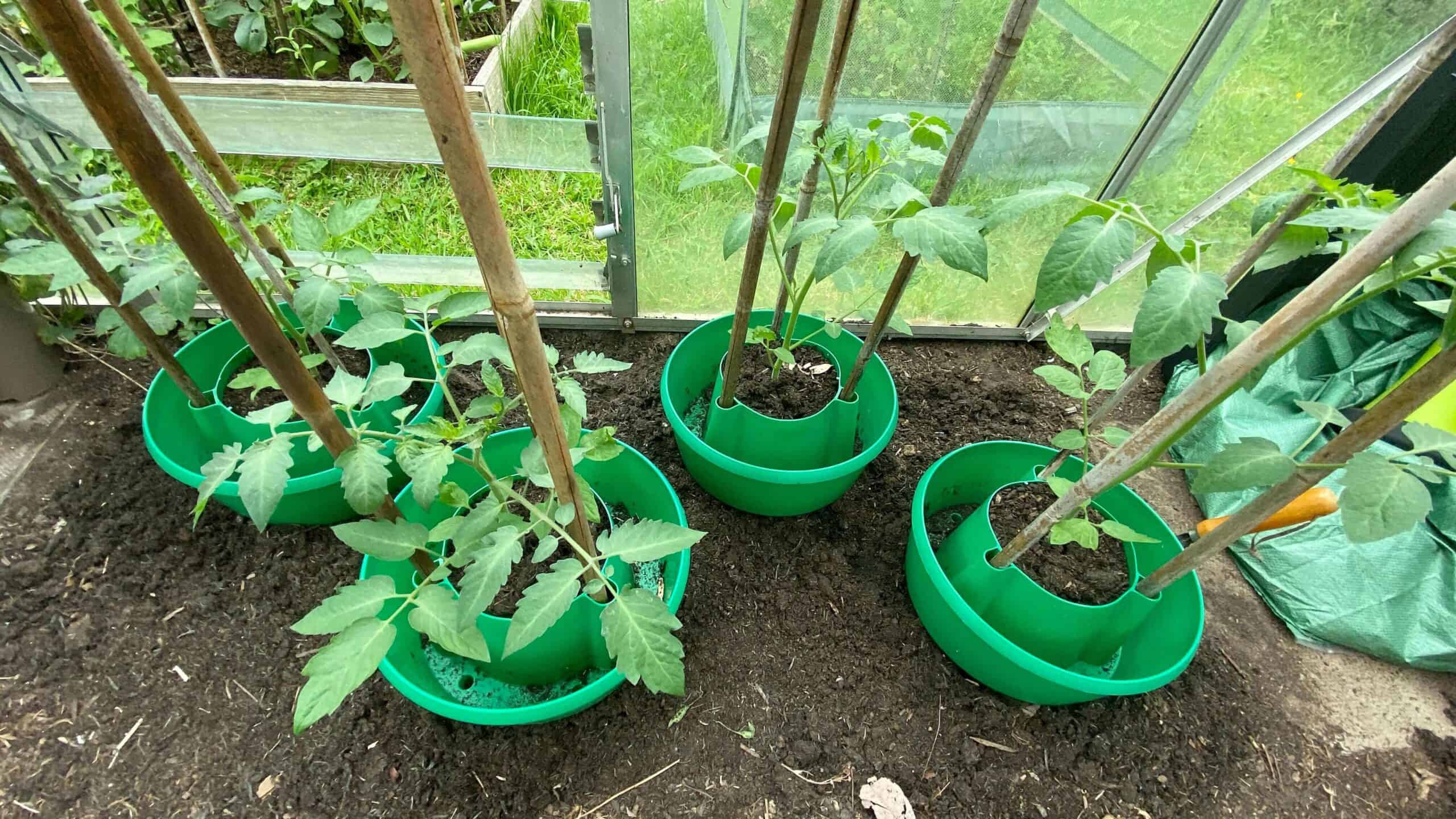 What To Do In The Garden In June garden-in-june-tomatoes00