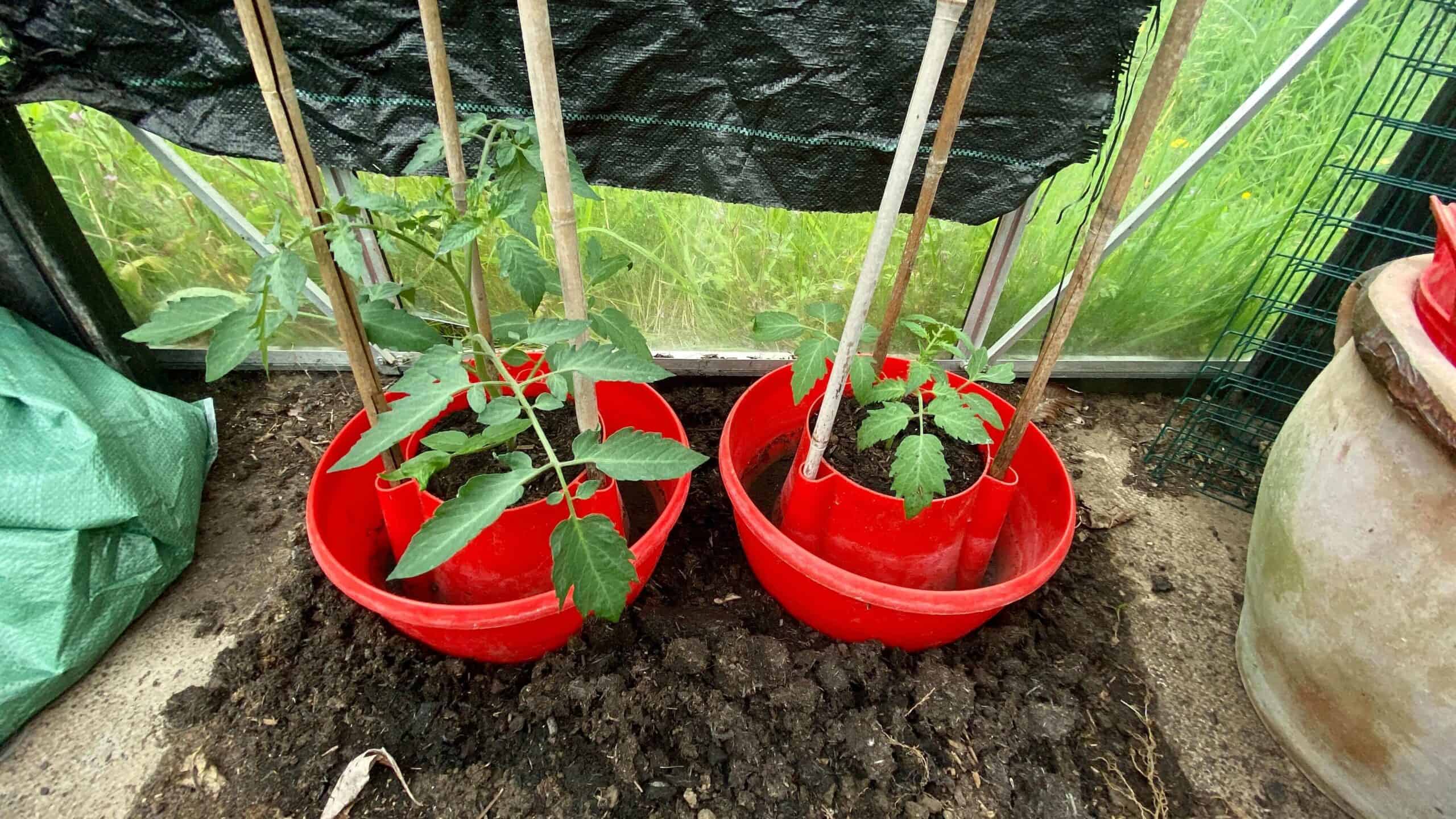 What To Do In The Garden In June garden-in-june-tomatoes01
