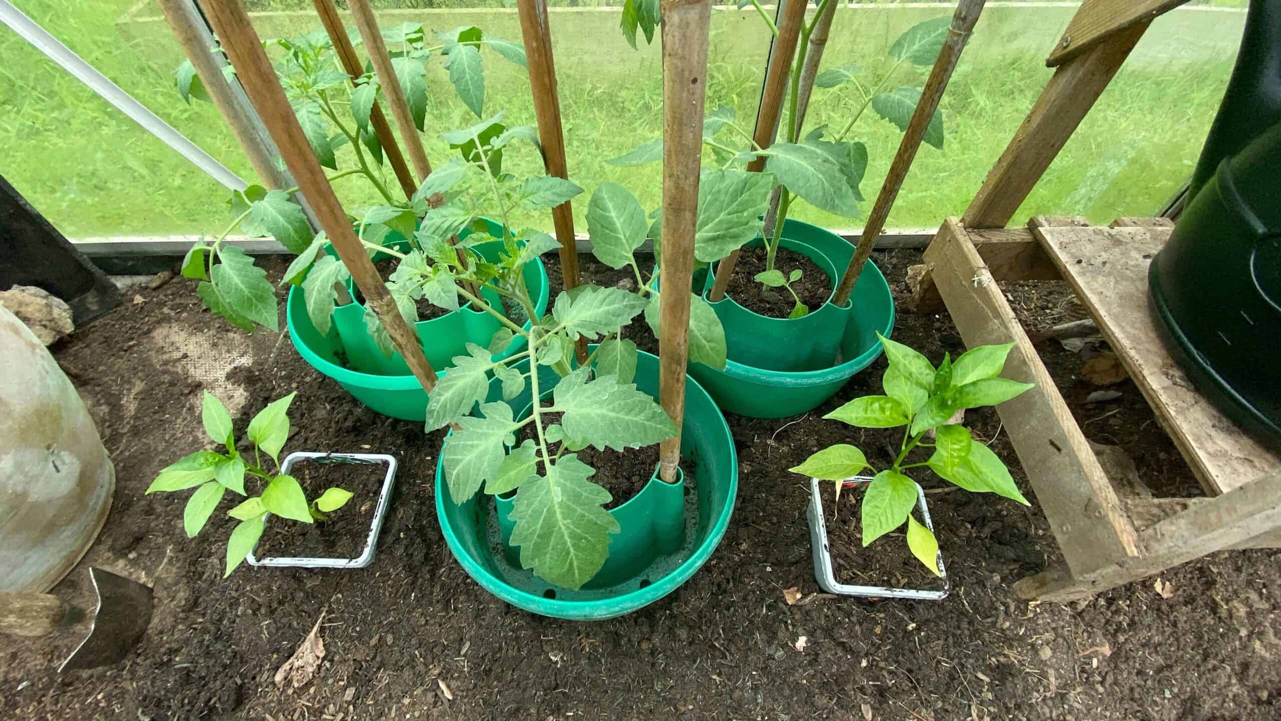 What To Do In The Garden In June garden-in-june-tomatoes02