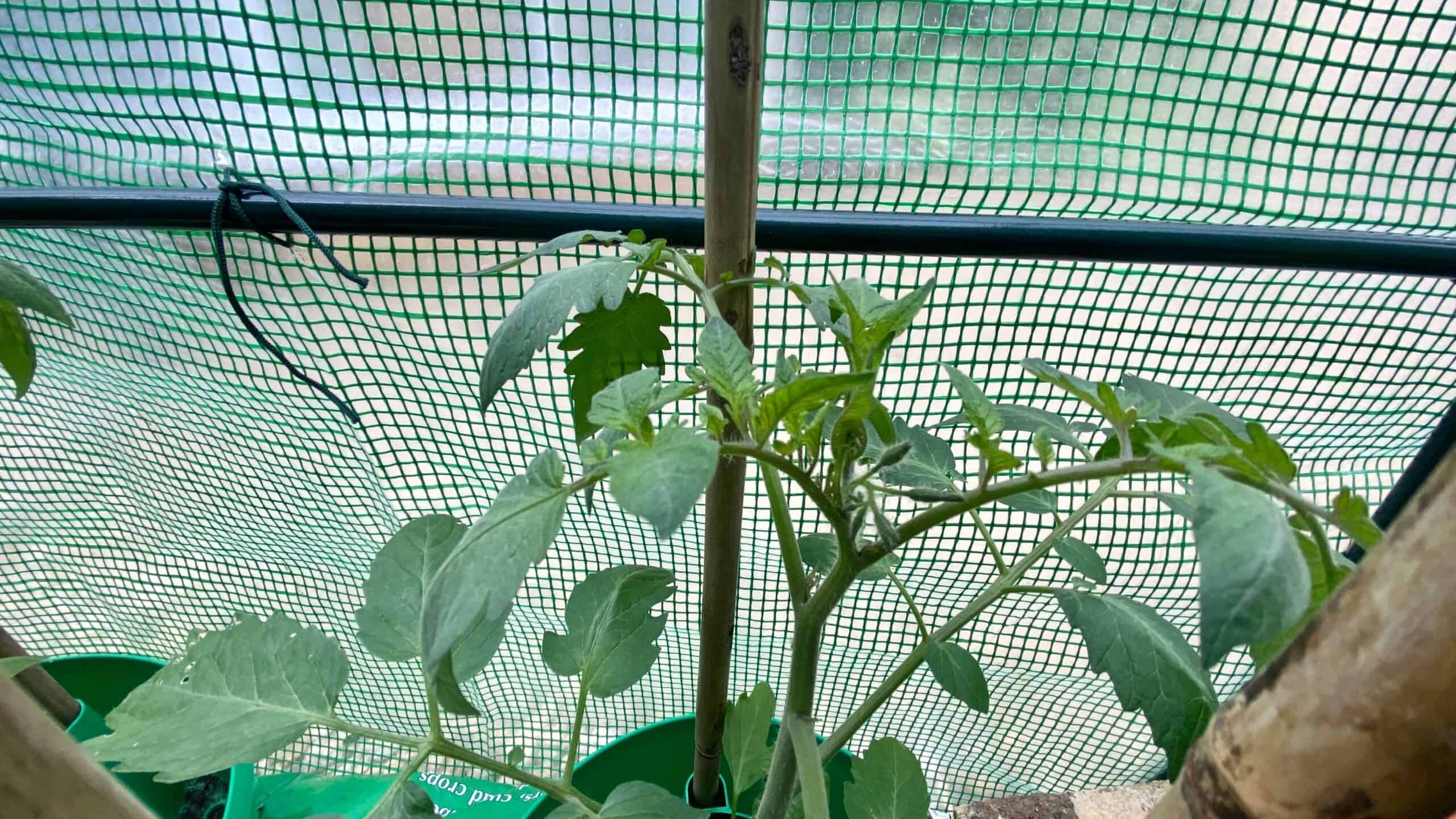 What To Do In The Garden In June garden-in-june-tomatoshoots