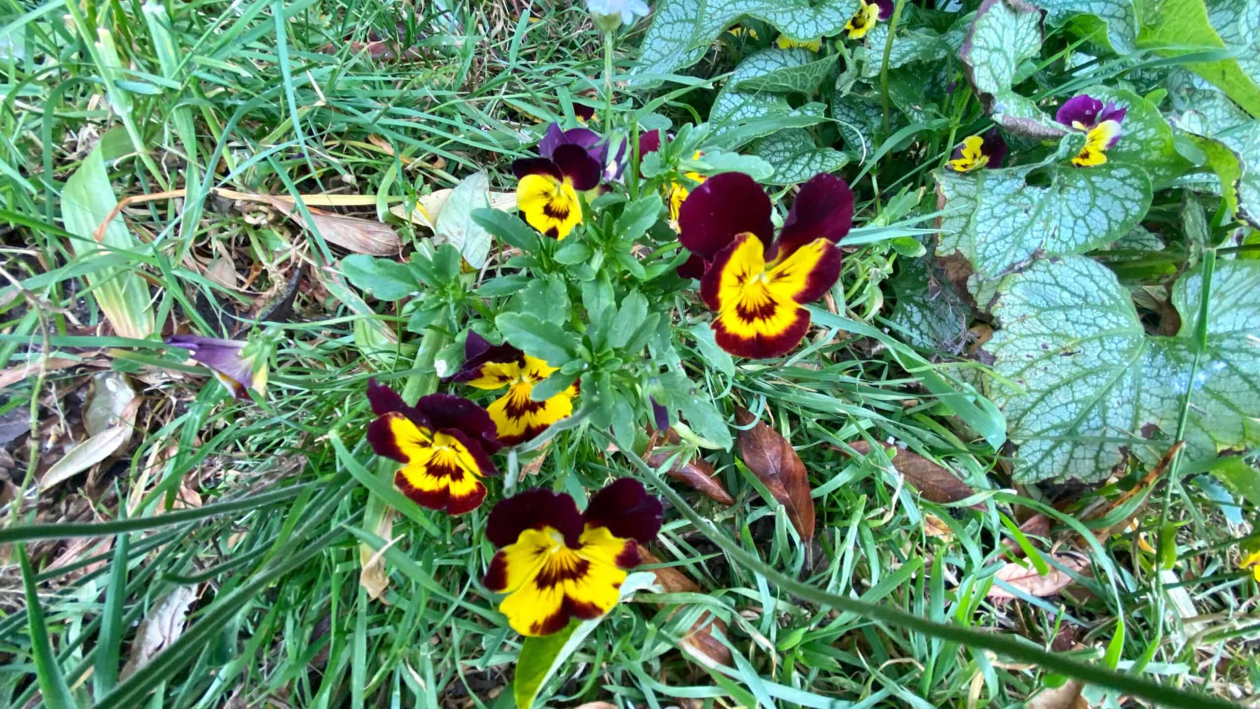 What To Do In The Garden In June garden-in-june-violas