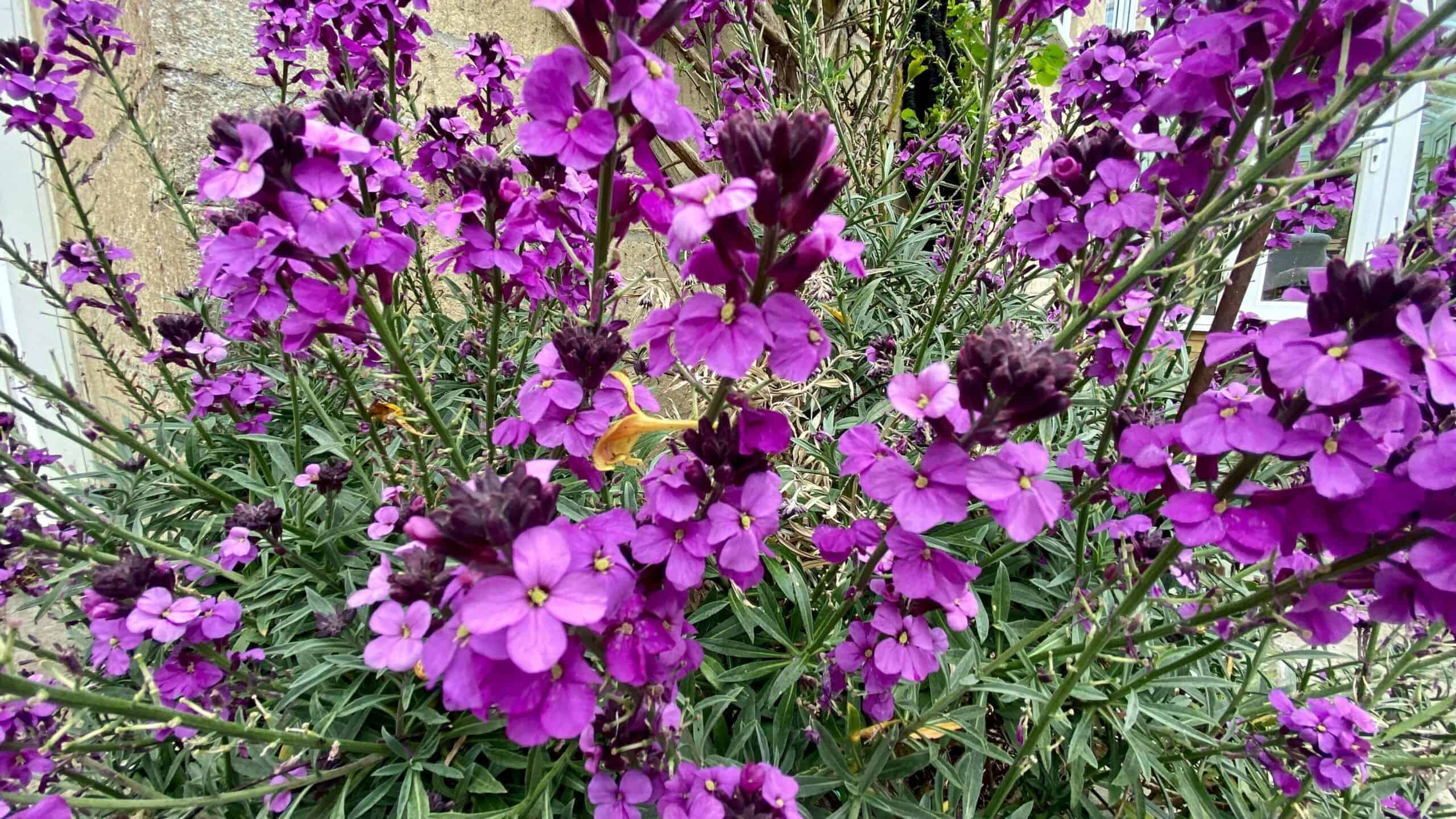 What To Do In The Garden In June garden-in-june-wallflower