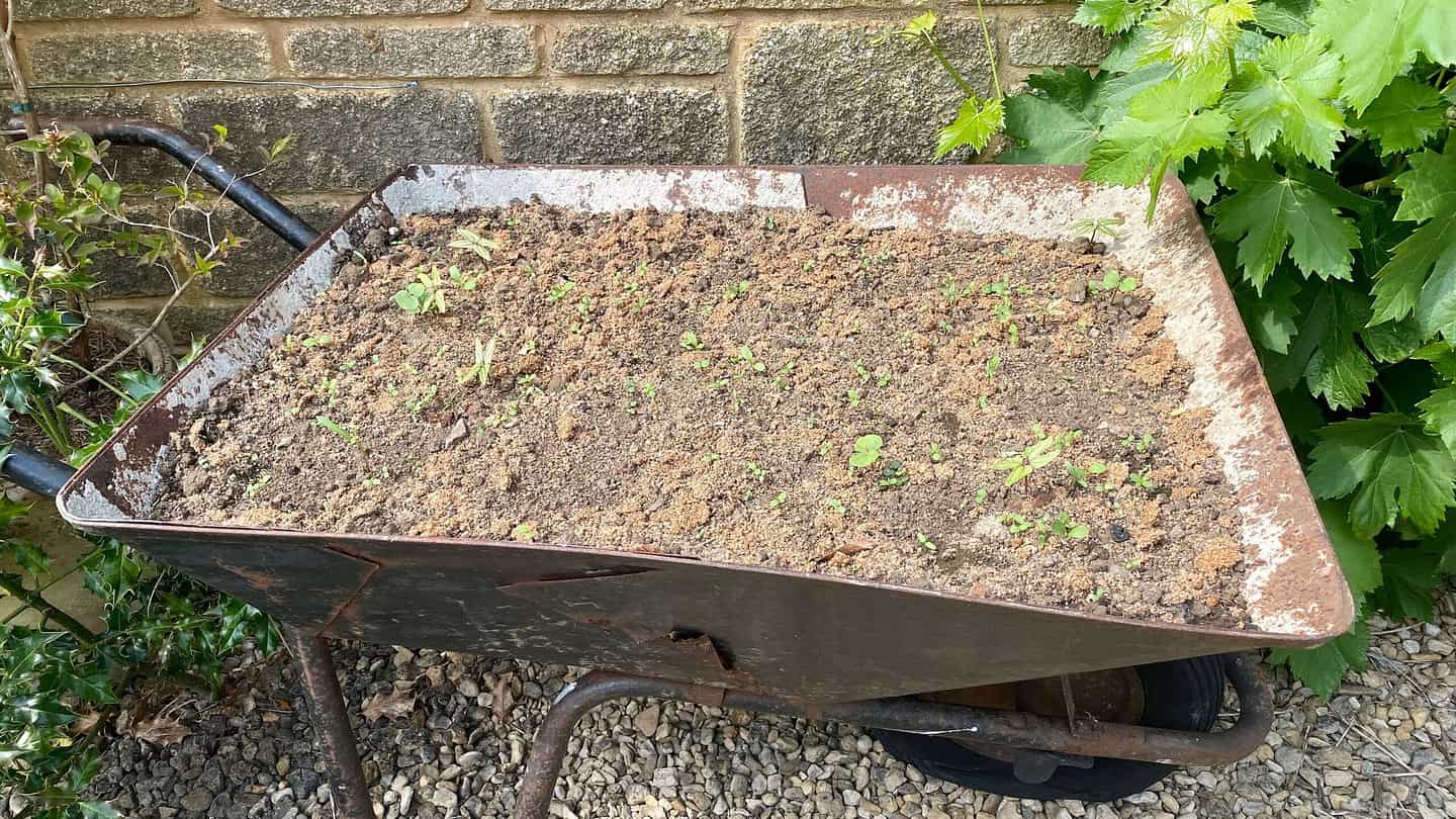 What To Do In The Garden In June garden-in-june-wildflowers-wheelbarrow