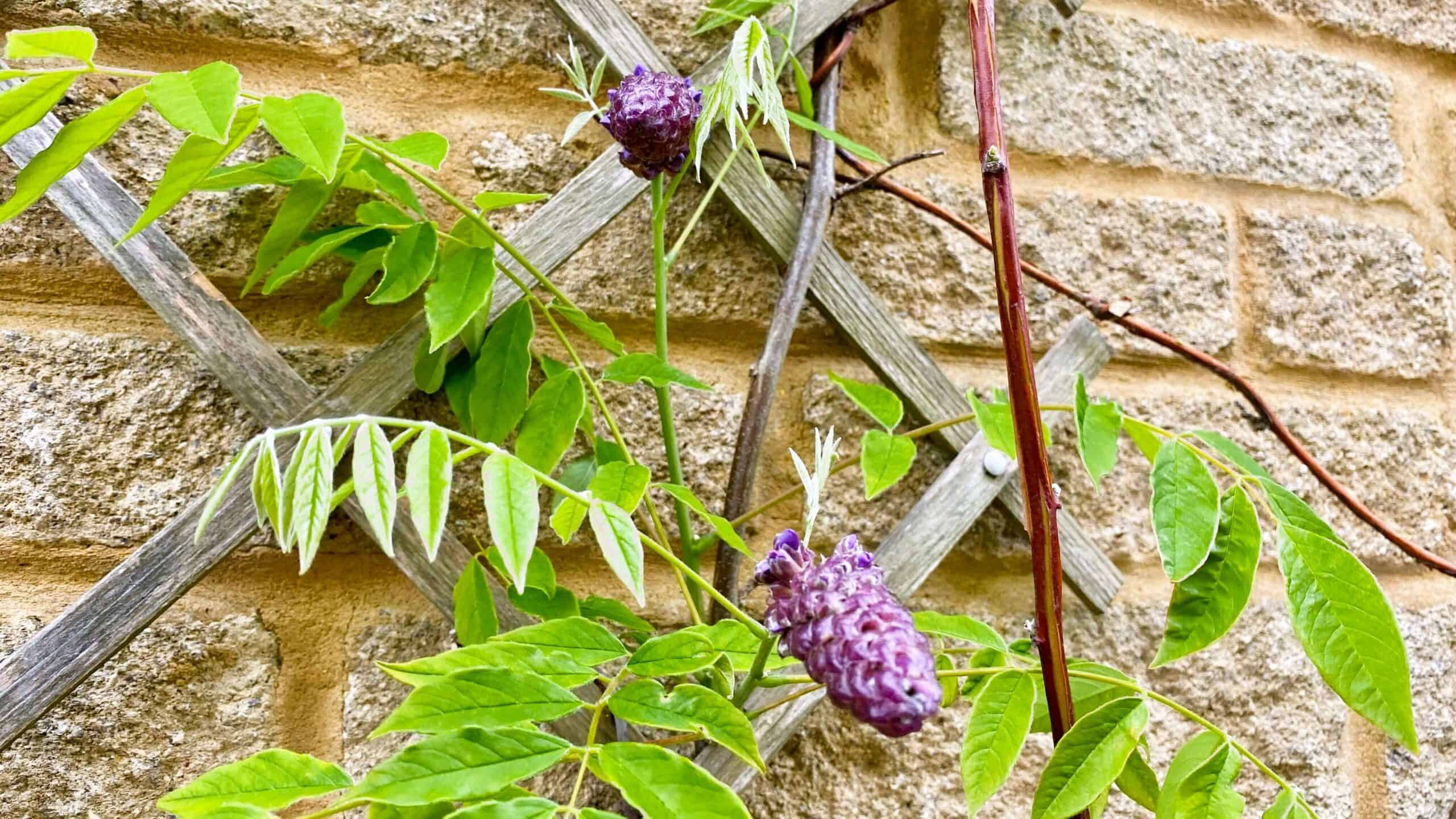 What To Do In The Garden In June garden-in-june-wisteria