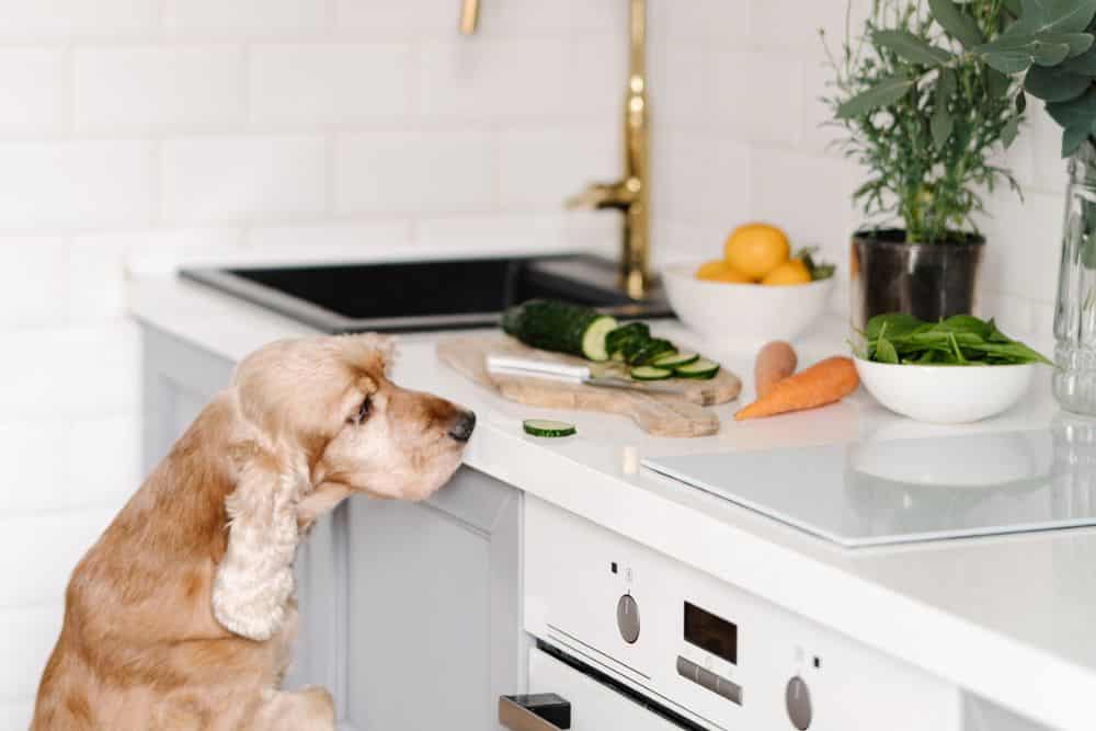 How to Get Your Home and Family Ready for Your New Dog * how-to-get-your-home-and-family-ready-for-your-new-dog-kitchen