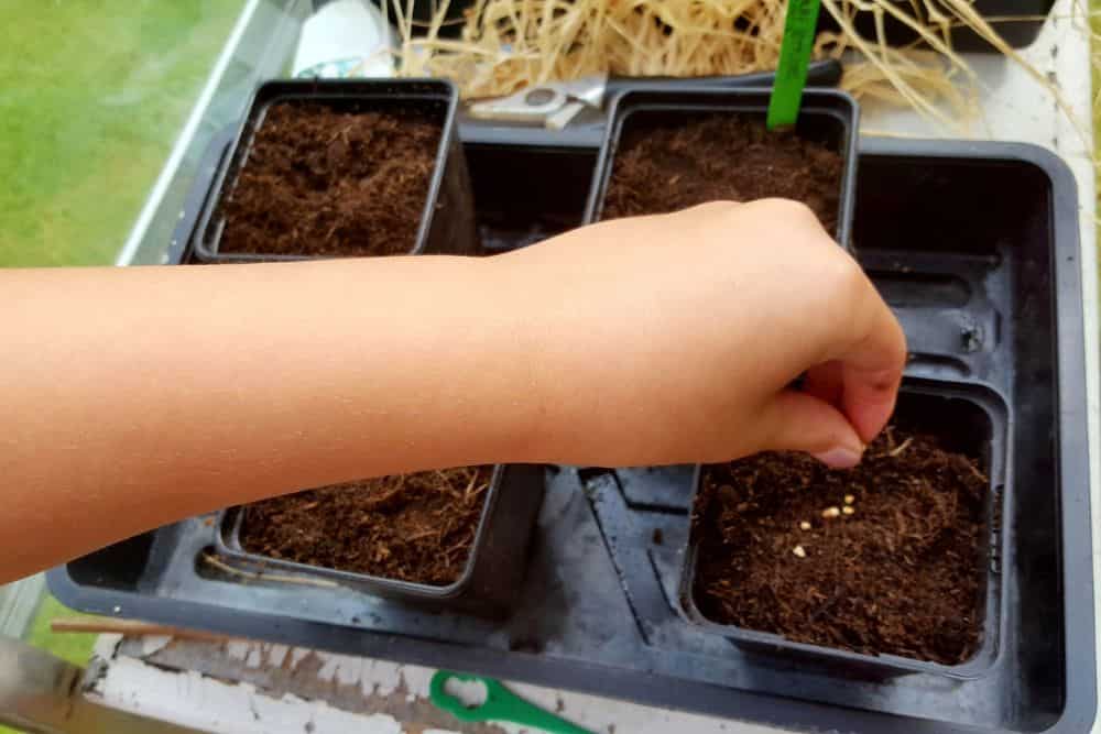 12 Easy and Fun Tips For Gardening With Kids gardening-with-kids-seed-sowing