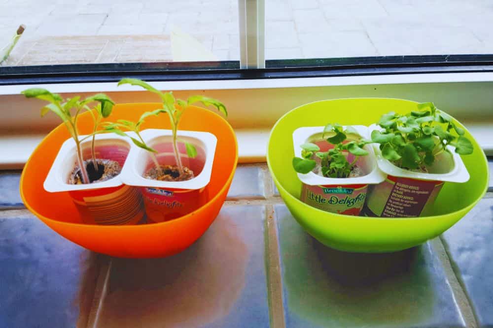 12 Easy and Fun Tips For Gardening With Kids gardening-with-kids-seedlings