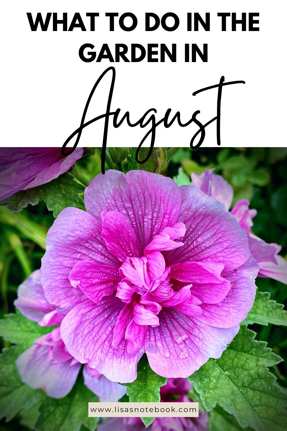 What To Do In The Garden In August garden-in-august-malva-pinterest
