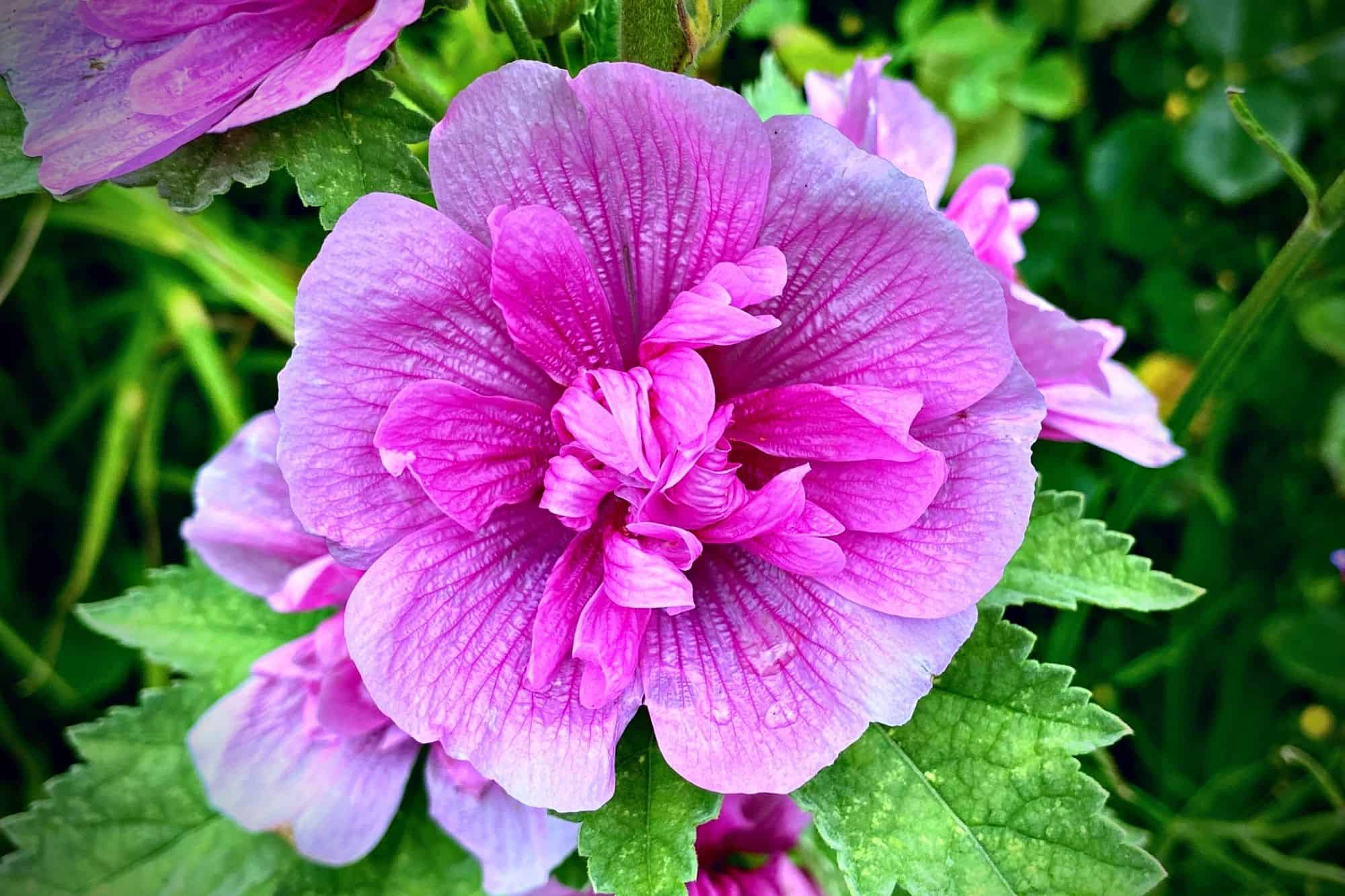 What To Do In The Garden In August garden-in-august-malva