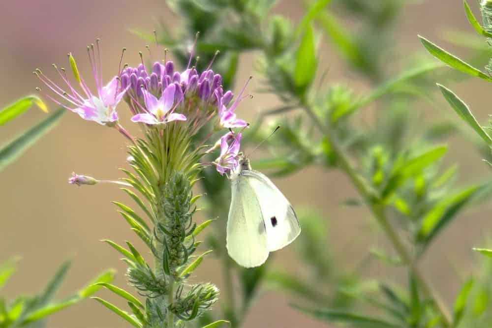 How To Create a Butterfly Garden in 7 Easy Steps create-a-butterfly-garden-cabbage-white