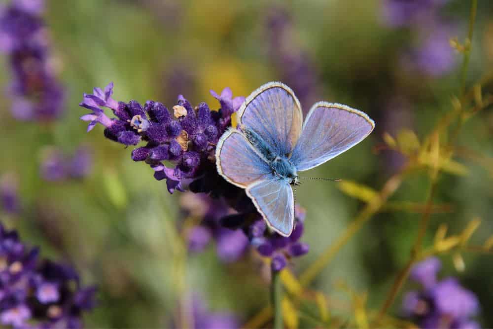 How To Create a Butterfly Garden in 7 Easy Steps create-a-butterfly-garden-common-blue