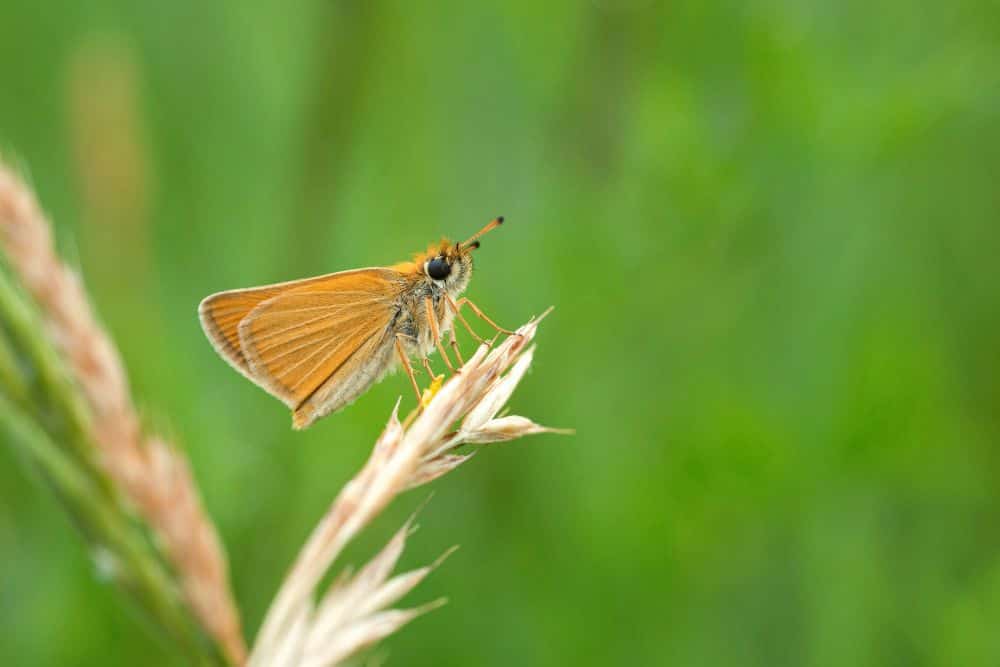 How To Create a Butterfly Garden in 7 Easy Steps create-a-butterfly-garden-essex-skipper