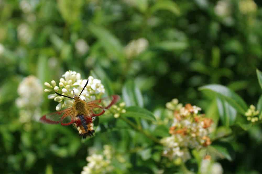 How To Create a Butterfly Garden in 7 Easy Steps create-a-butterfly-garden-hummingbird-hawk-moth