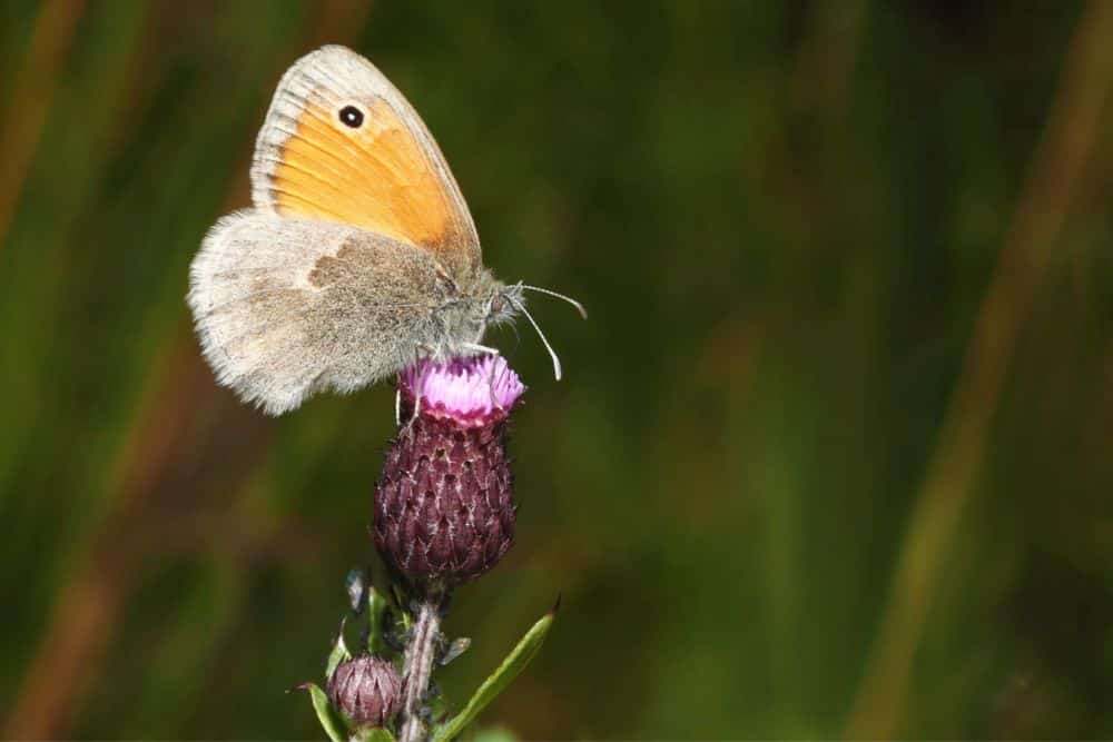 How To Create a Butterfly Garden in 7 Easy Steps create-a-butterfly-garden-meadow-brown