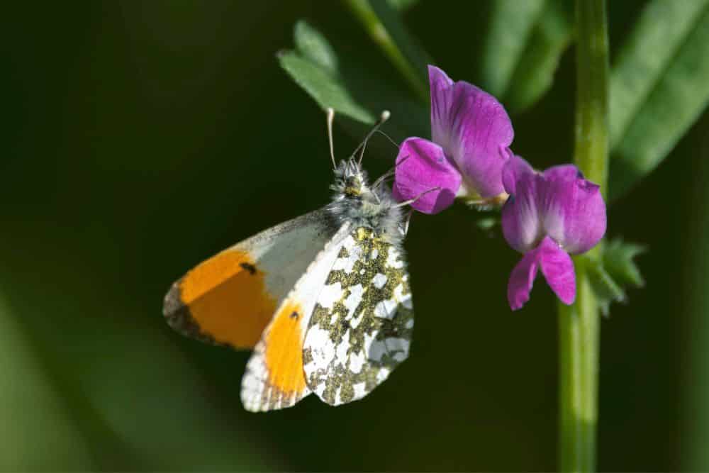 How To Create a Butterfly Garden in 7 Easy Steps create-a-butterfly-garden-orange-tip