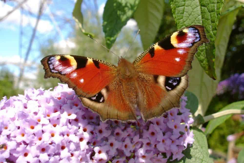 How To Create a Butterfly Garden in 7 Easy Steps create-a-butterfly-garden-peacock