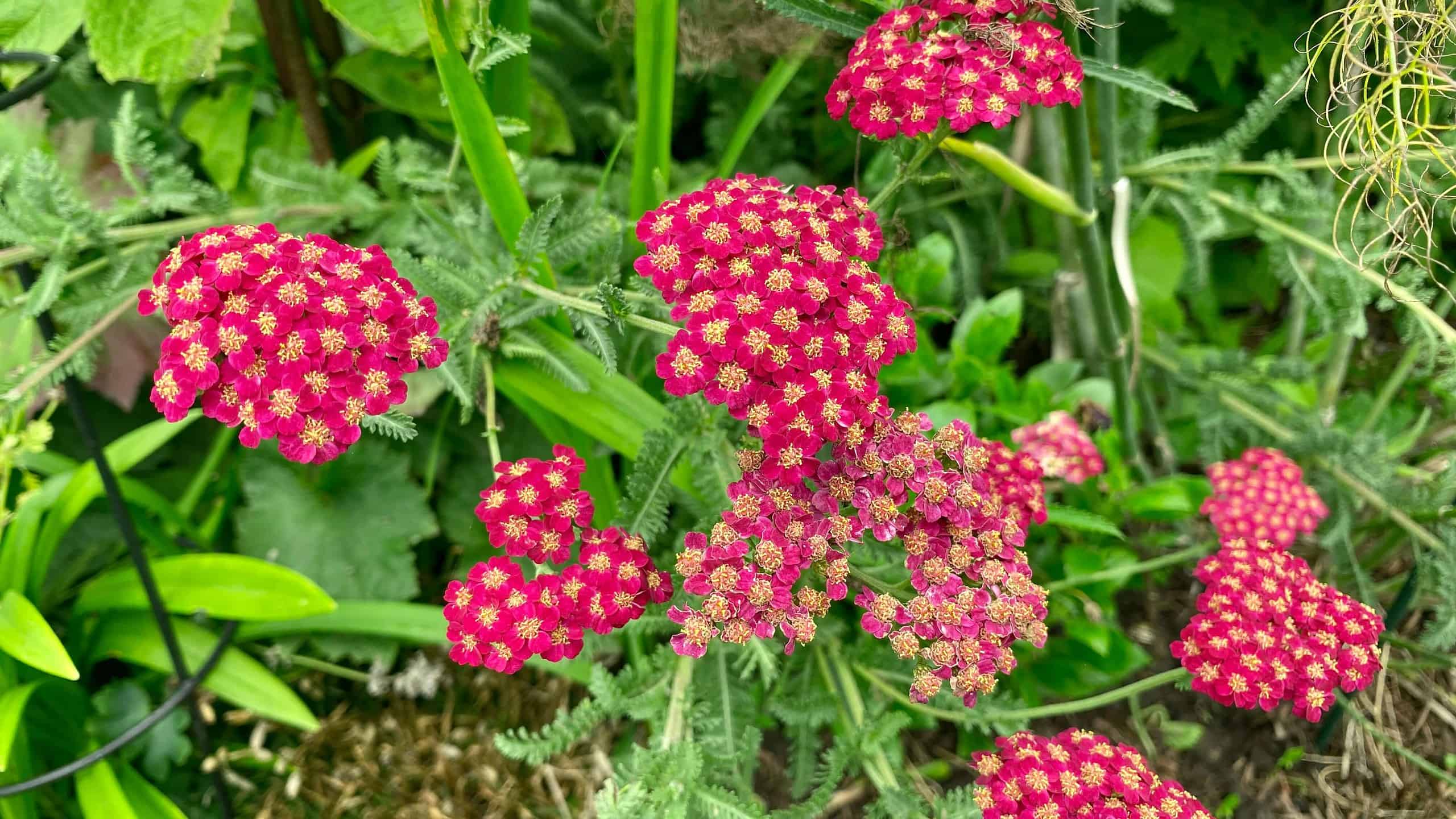 What To Do In The Garden In August garden-in-august-achillea-red