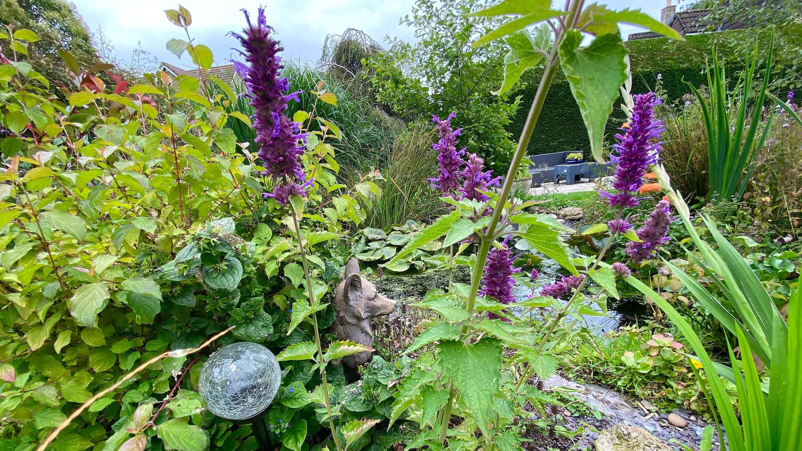 What To Do In The Garden In August garden-in-august-agastache