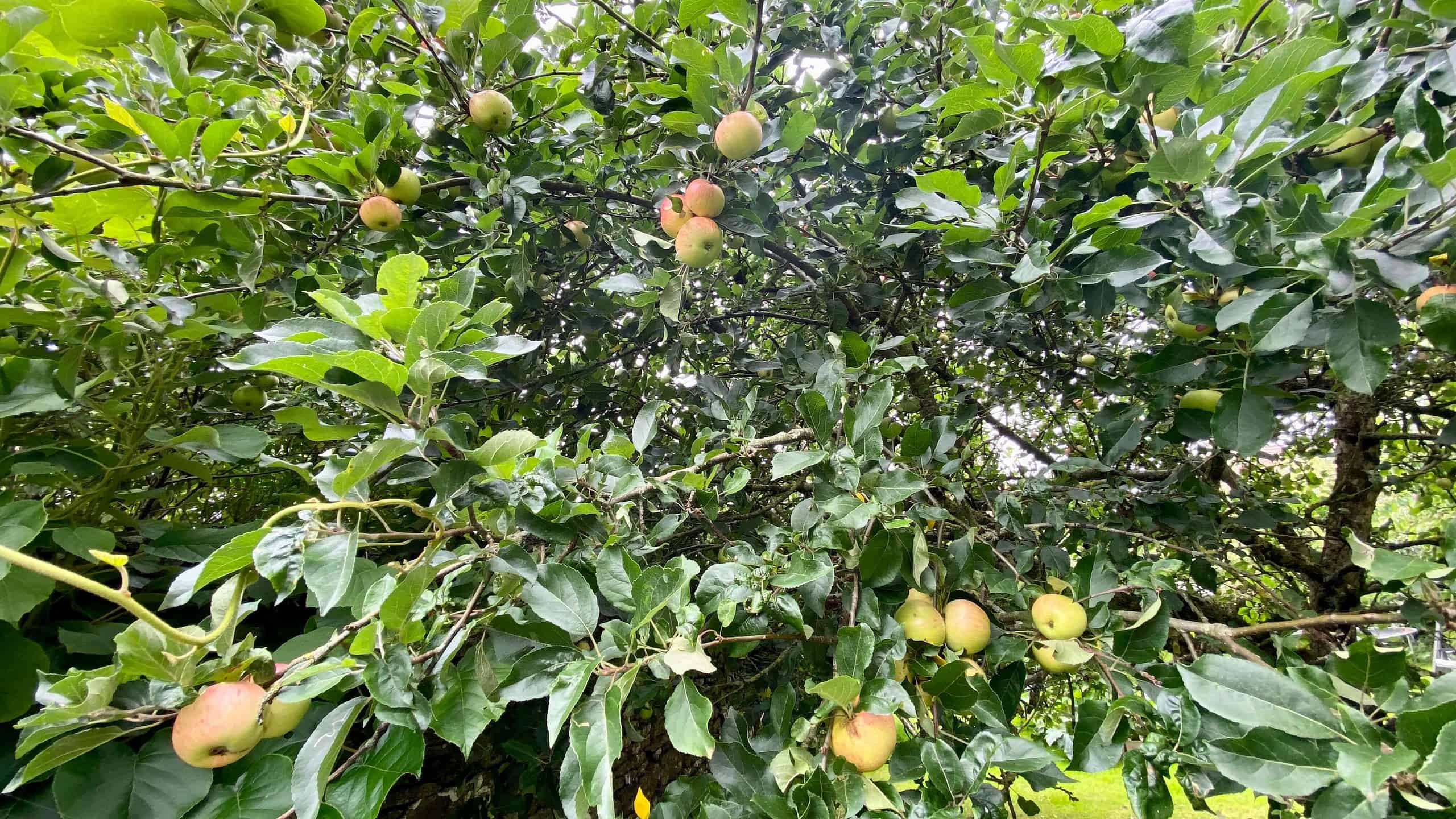 What To Do In The Garden In August garden-in-august-apples