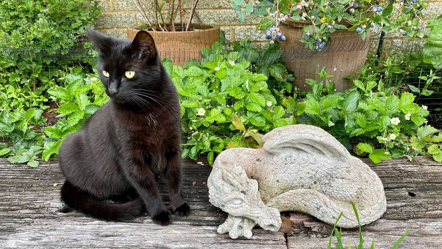 What To Do In The Garden In August garden-in-august-black-cat
