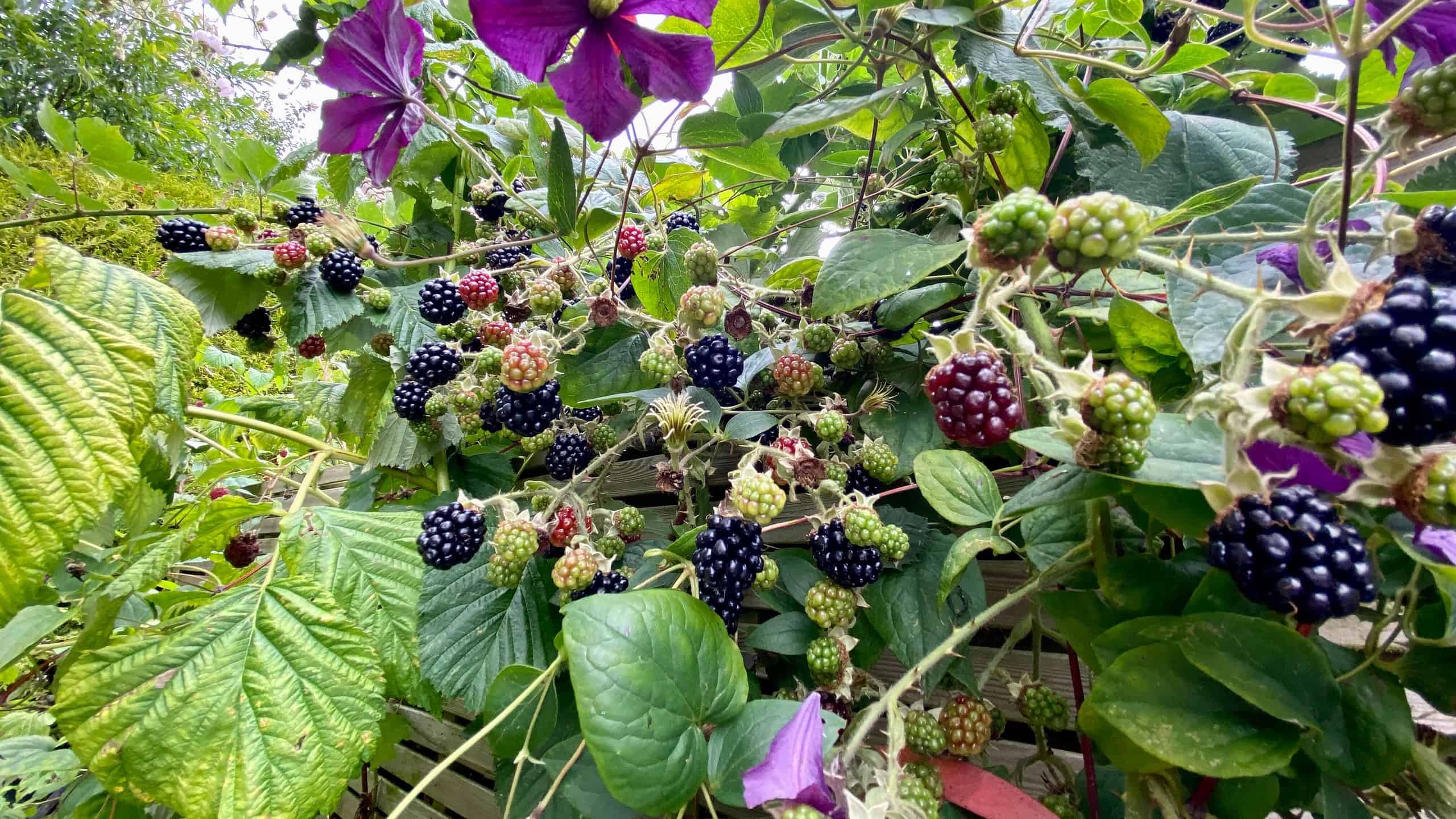What To Do In The Garden In August garden-in-august-blackberries