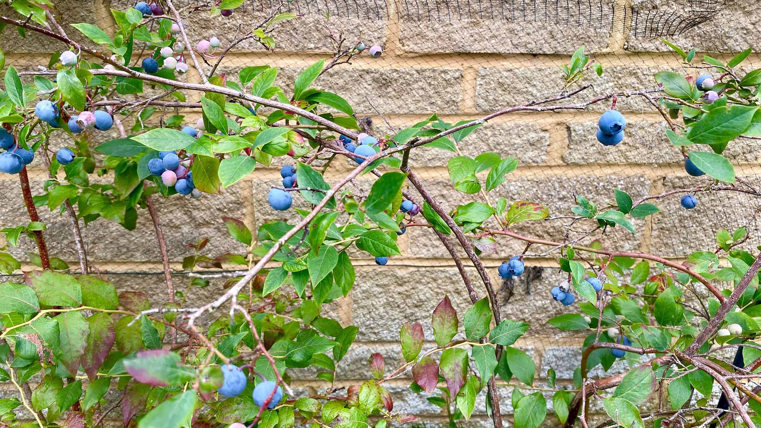 What To Do In The Garden In August garden-in-august-blueberries
