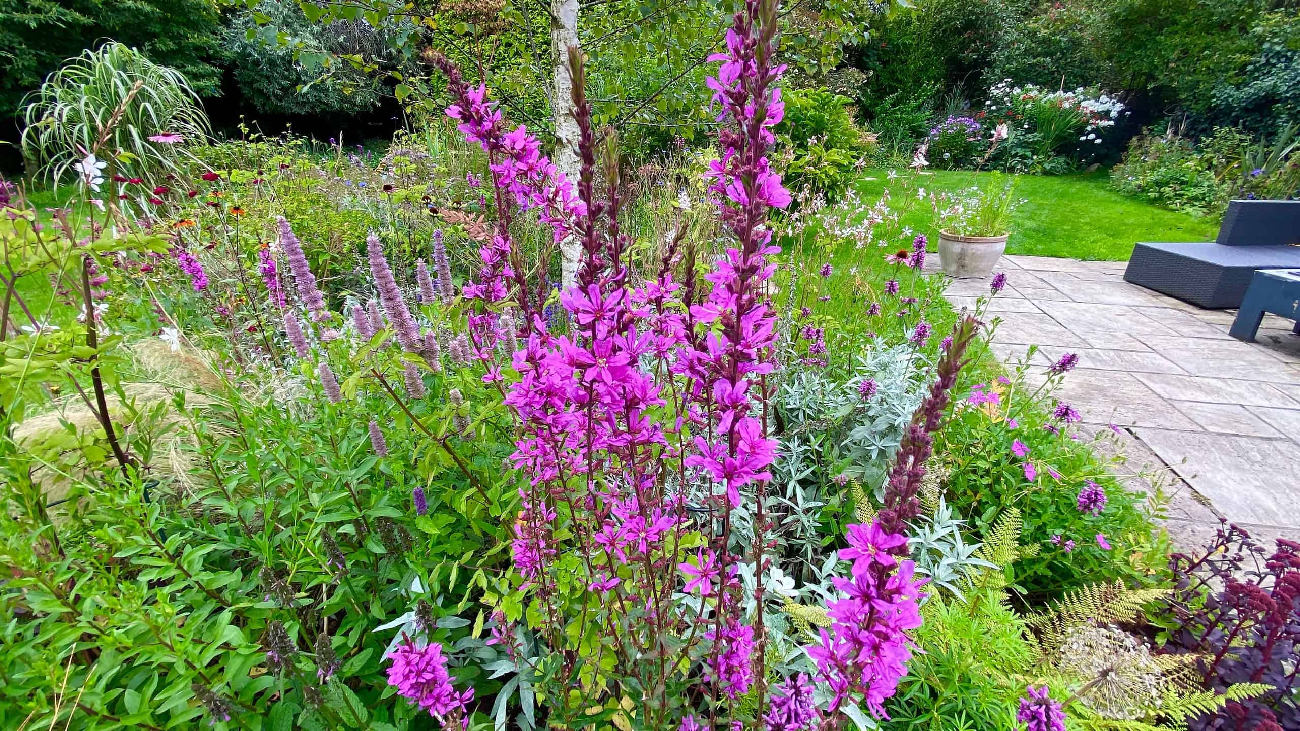What To Do In The Garden In August garden-in-august-border-loosestrife