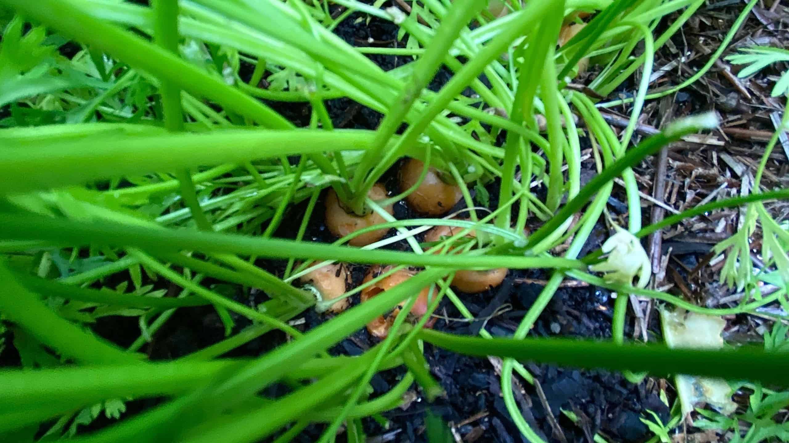What To Do In The Garden In August garden-in-august-carrots
