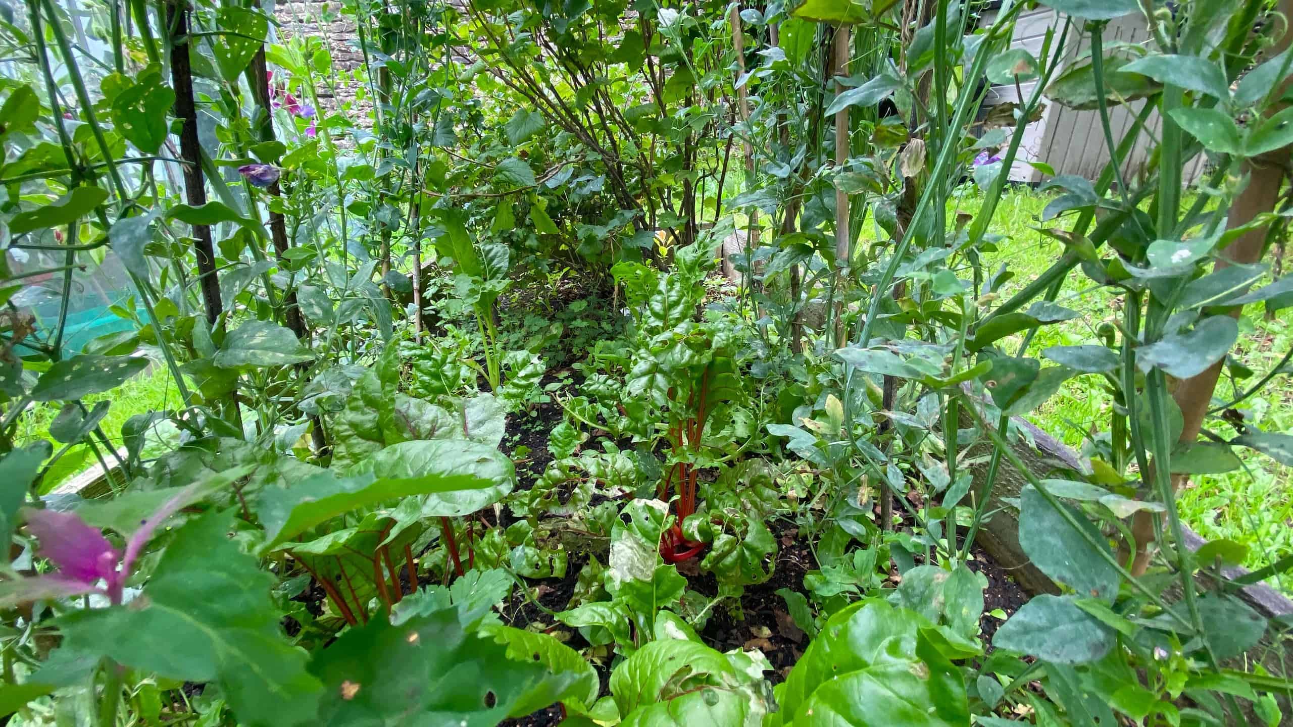 What To Do In The Garden In August garden in august chard scaled
