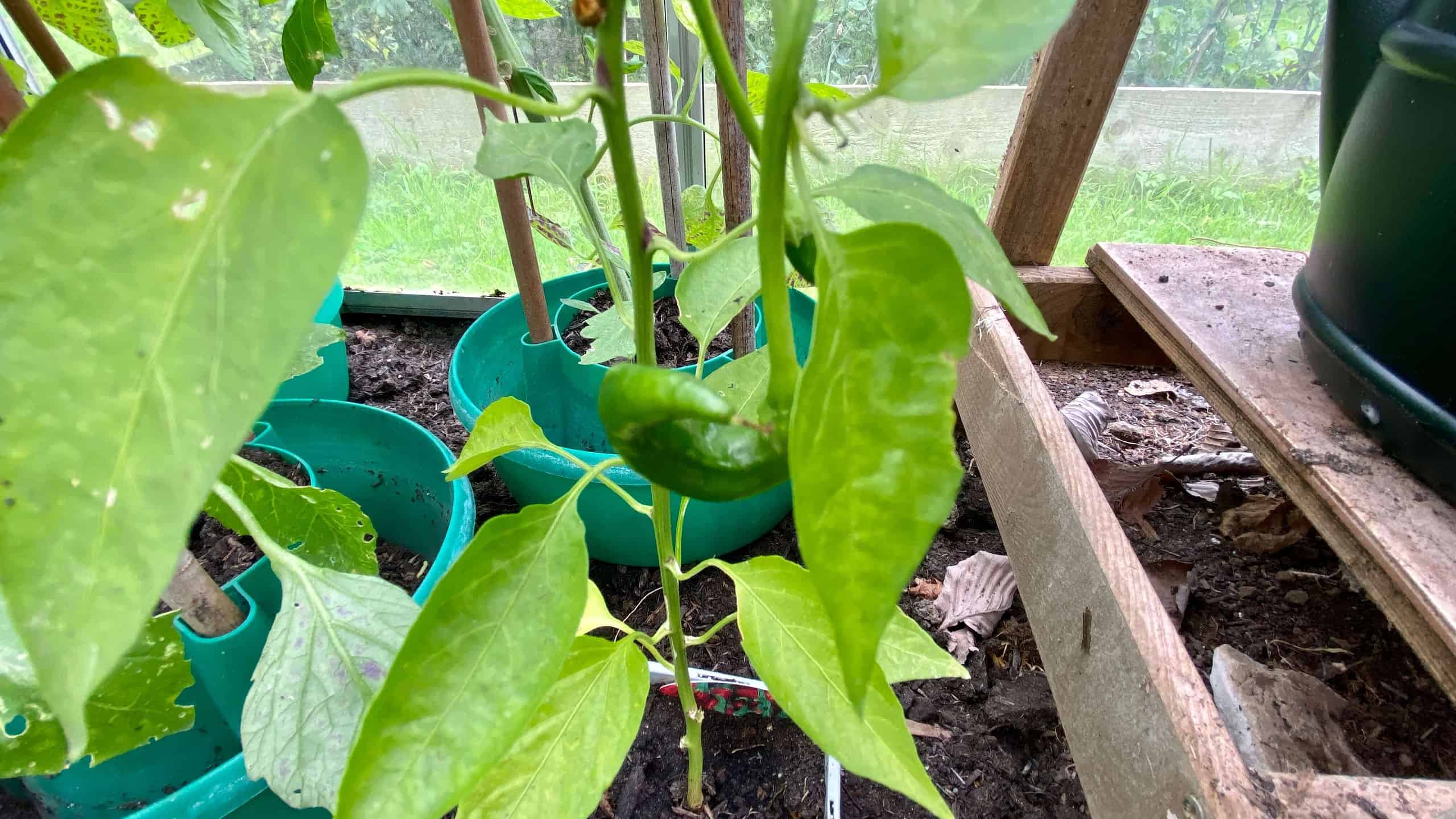 What To Do In The Garden In August garden in august chillies scaled